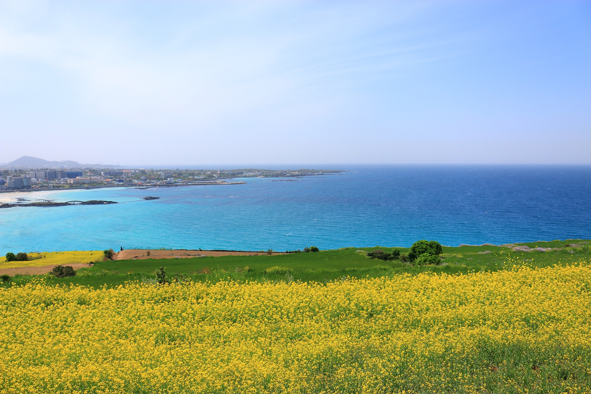 hamdeok beach, beaches, west wu bon, wildflower, flowers, horses