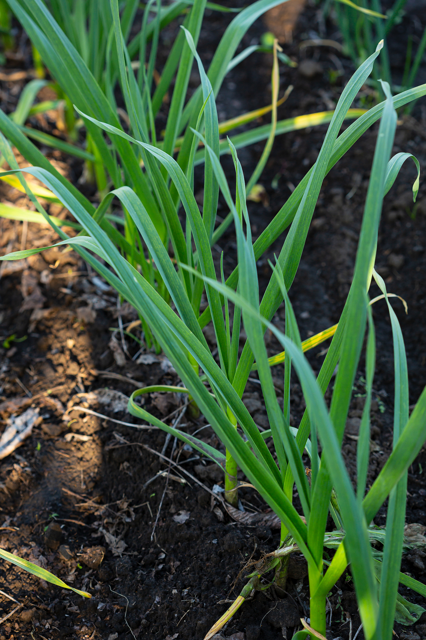 green spring garlic in the garden, nature