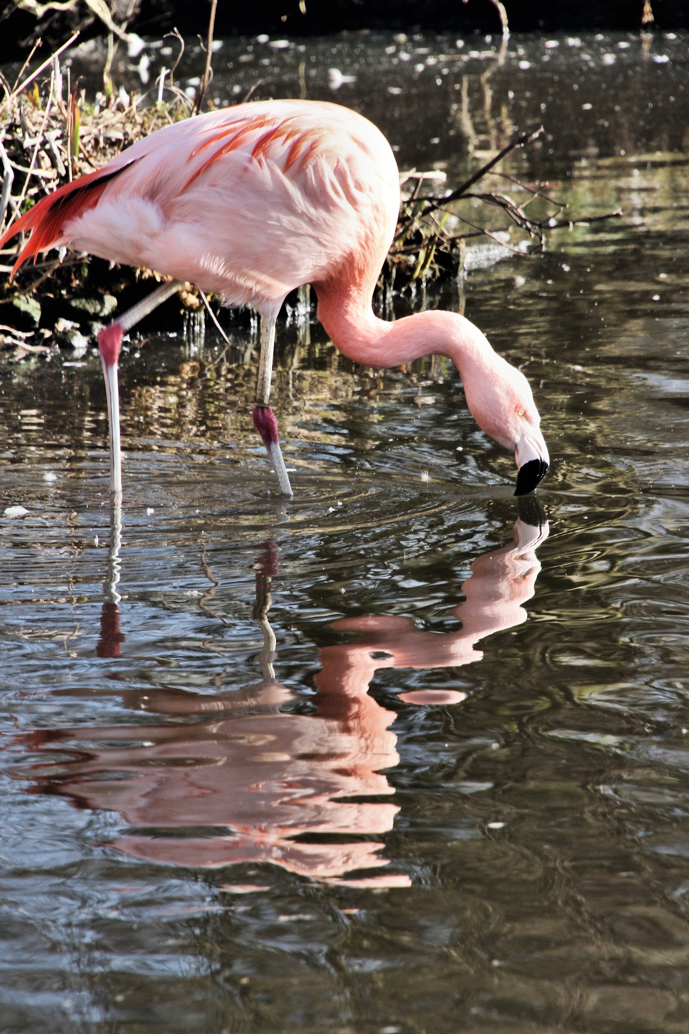 a picture of a flamingo with reflection