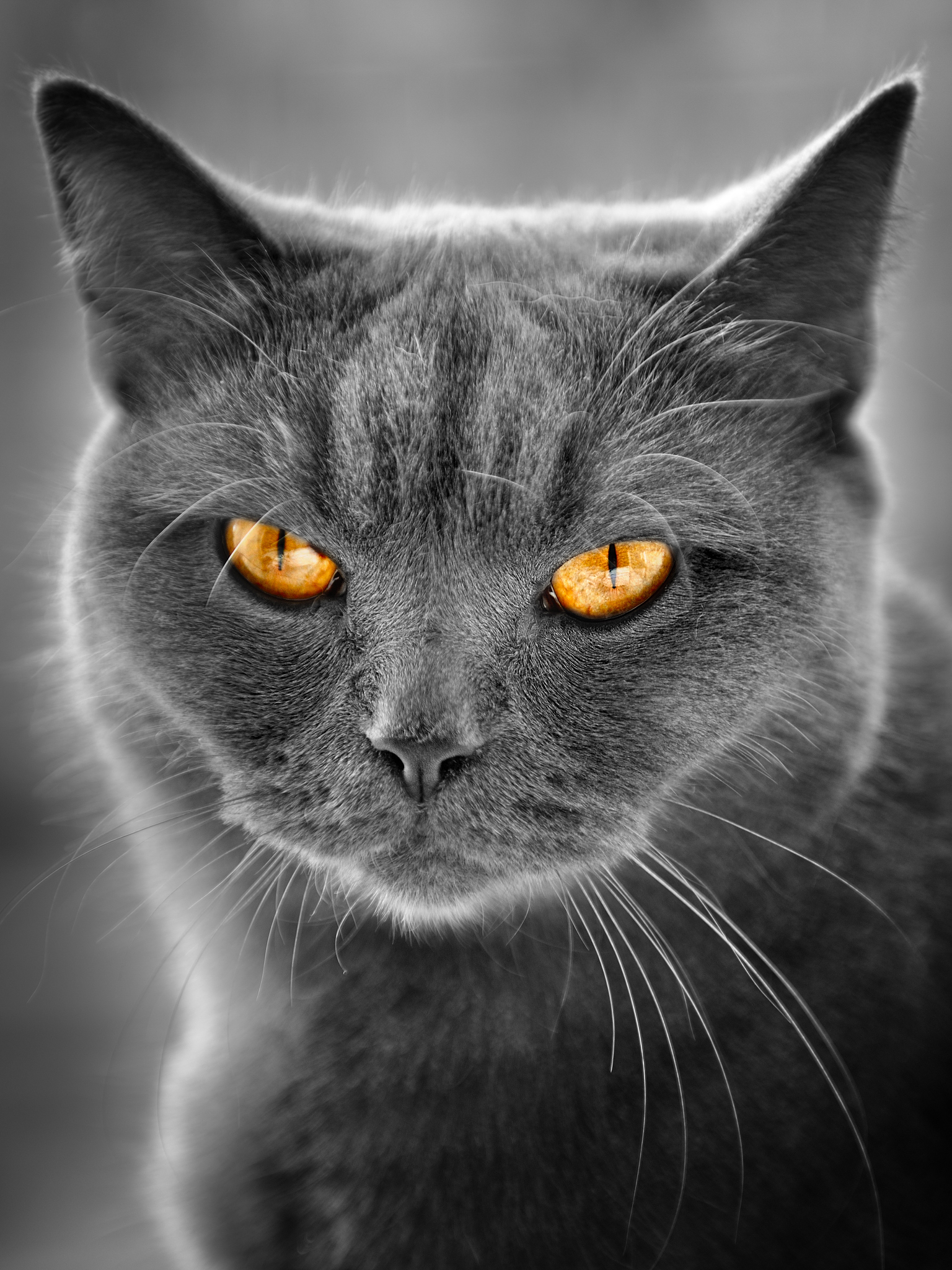 帮我用文本描绘一只猫