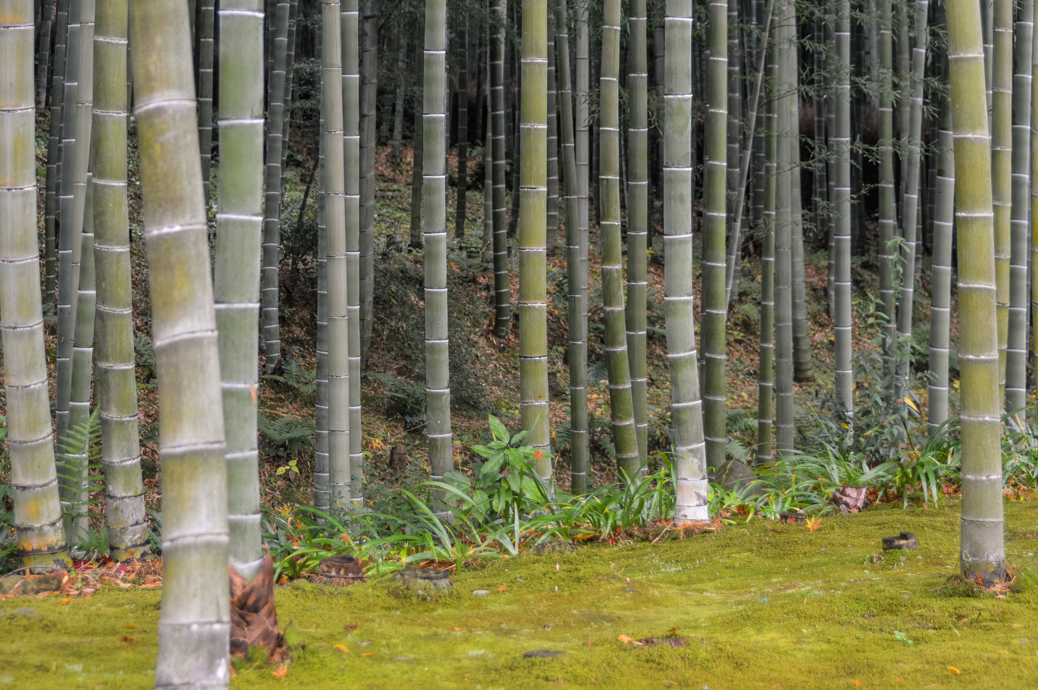 bamboo forest - japan