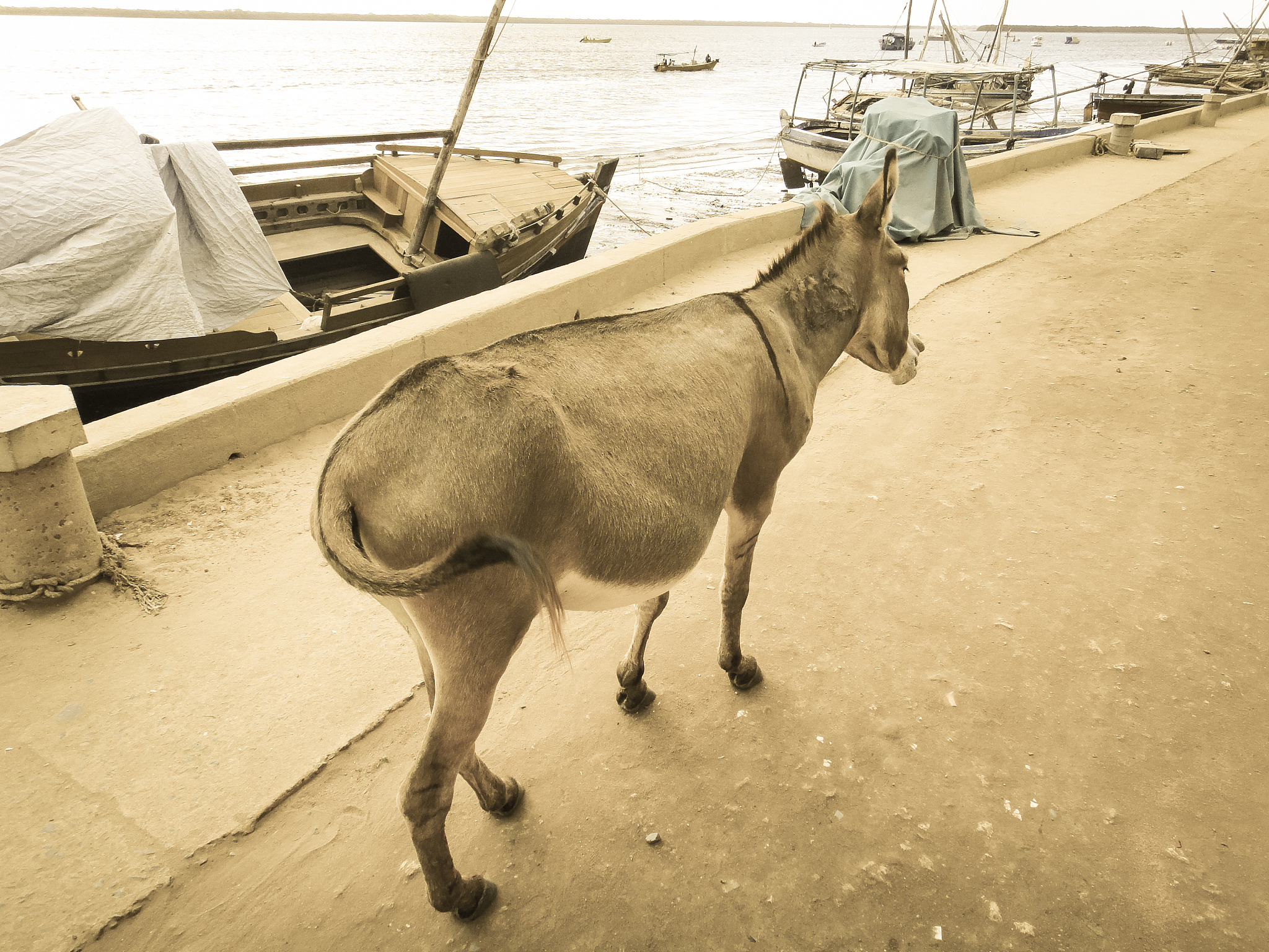 donkey in lamu