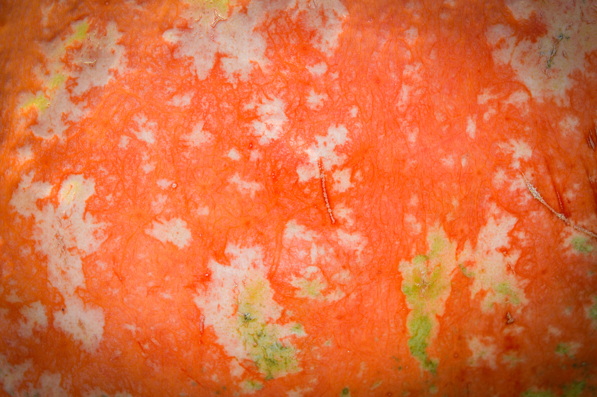 pumpkin skin texture use as background