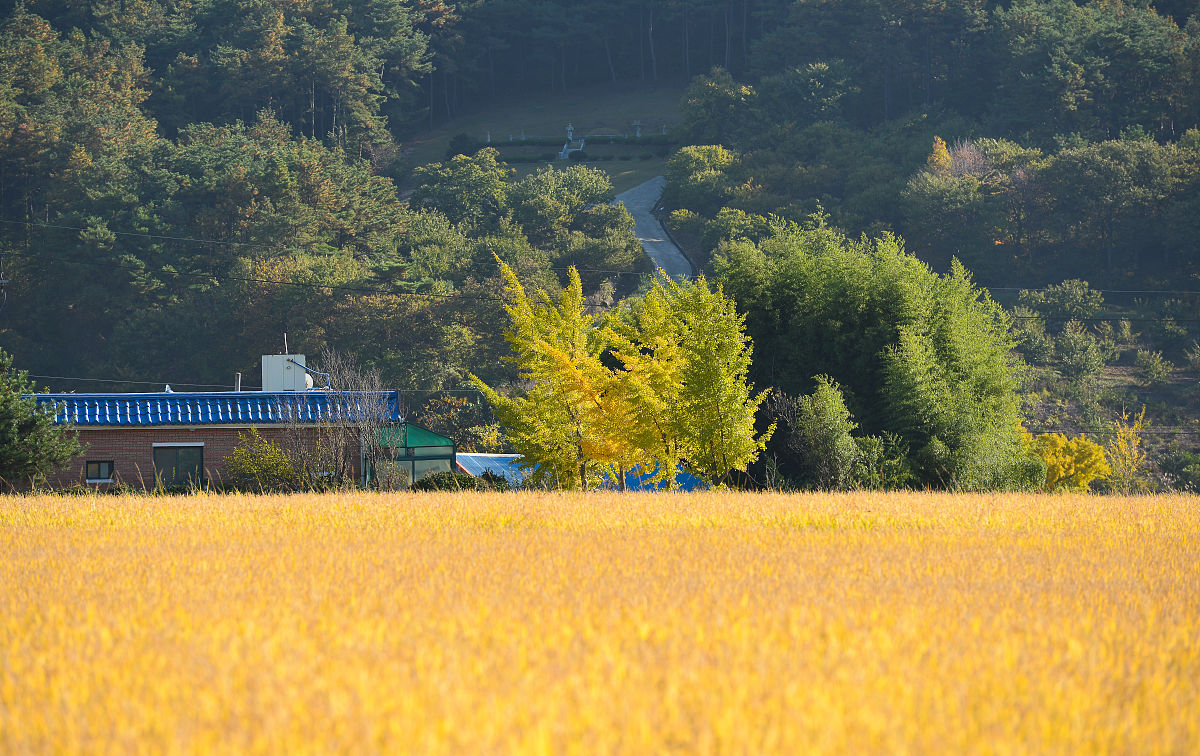 请用100字描述江西石城秋天的风景