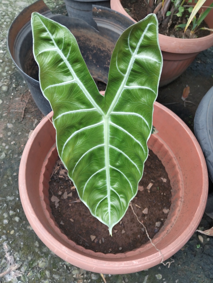 珊瑚蕨的叶子发蔫泛黄怎么办