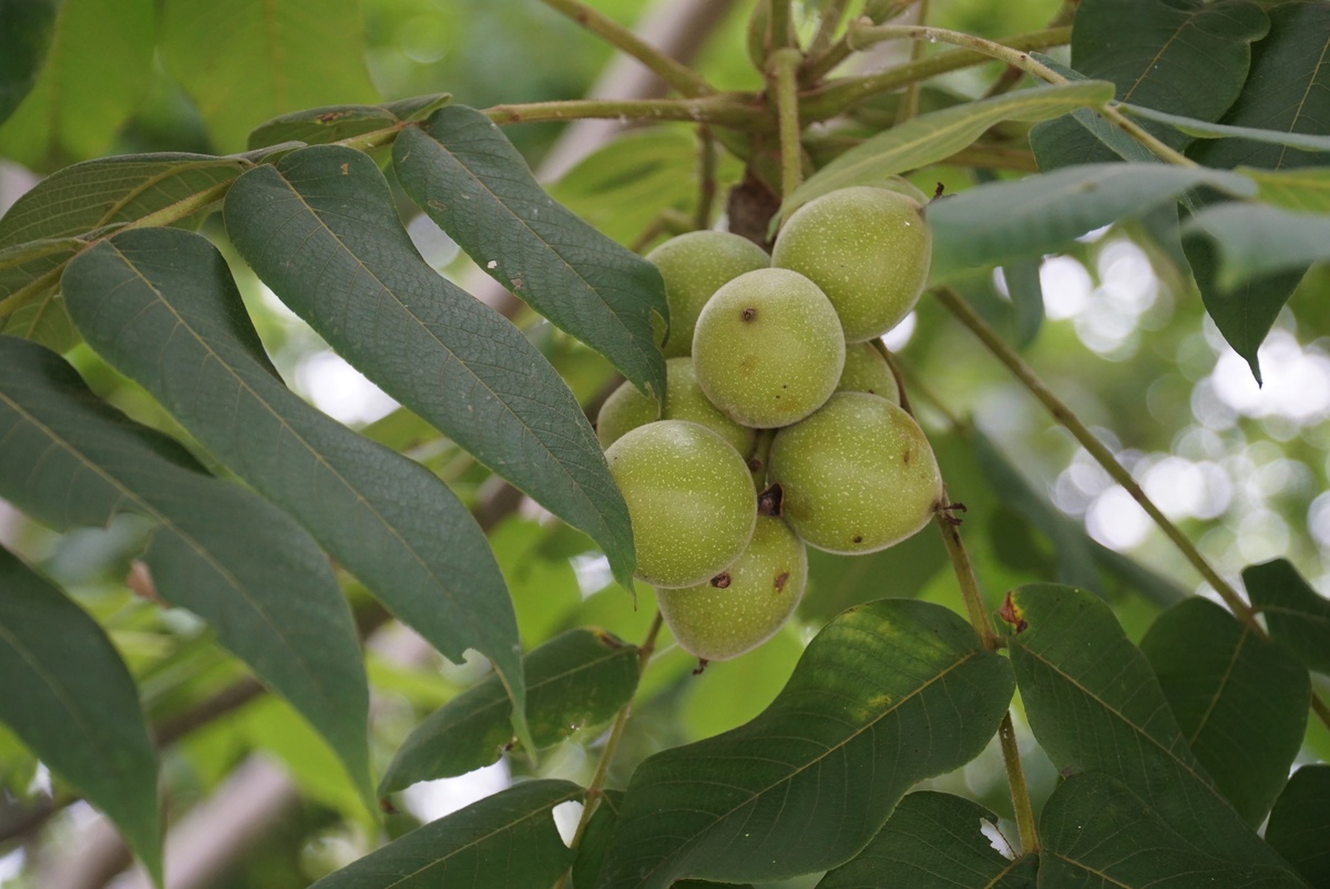 核桃树枝煮水：功效、用法及注意事项 - 传统中草药疗法
