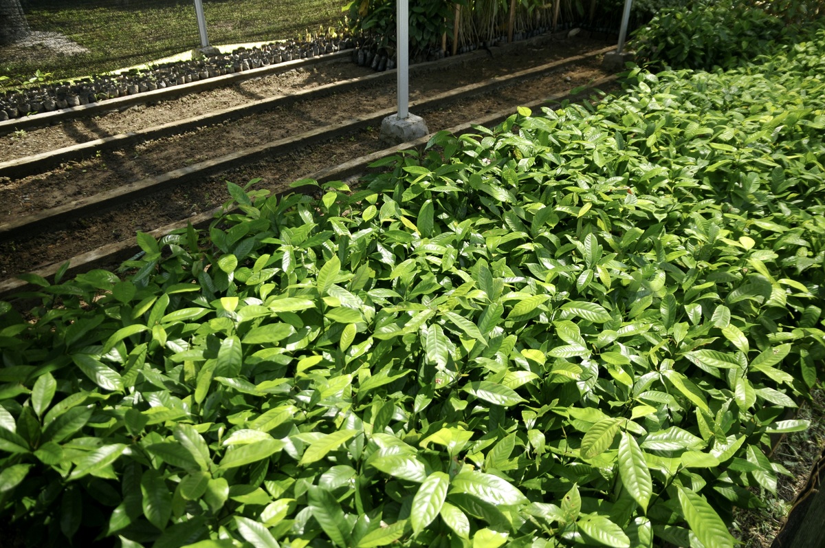 苗圃名字推荐：2字优雅名称 '花韵'