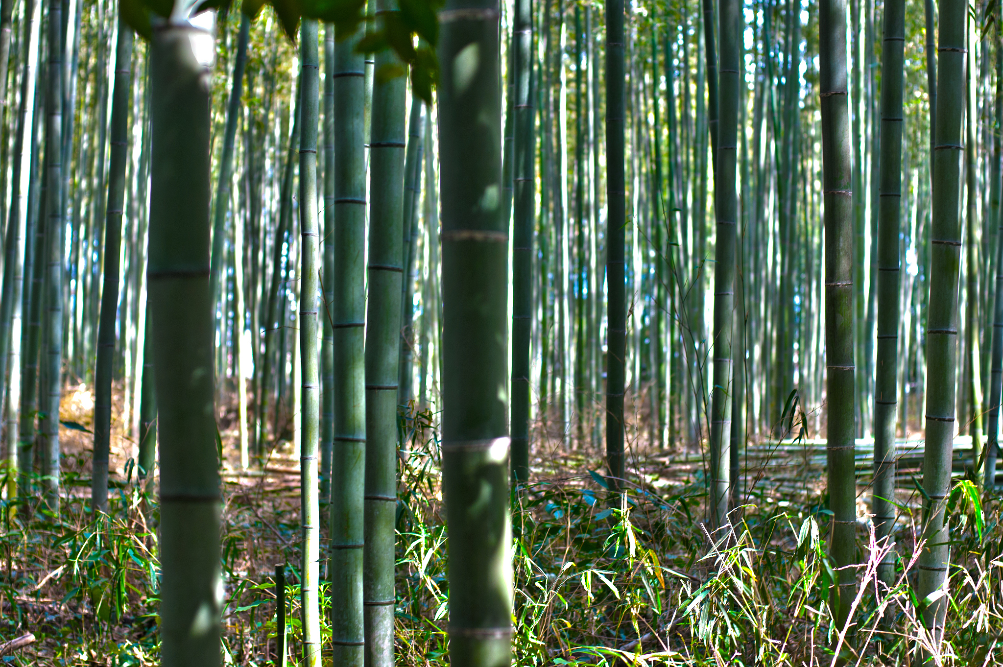 bamboo forest
