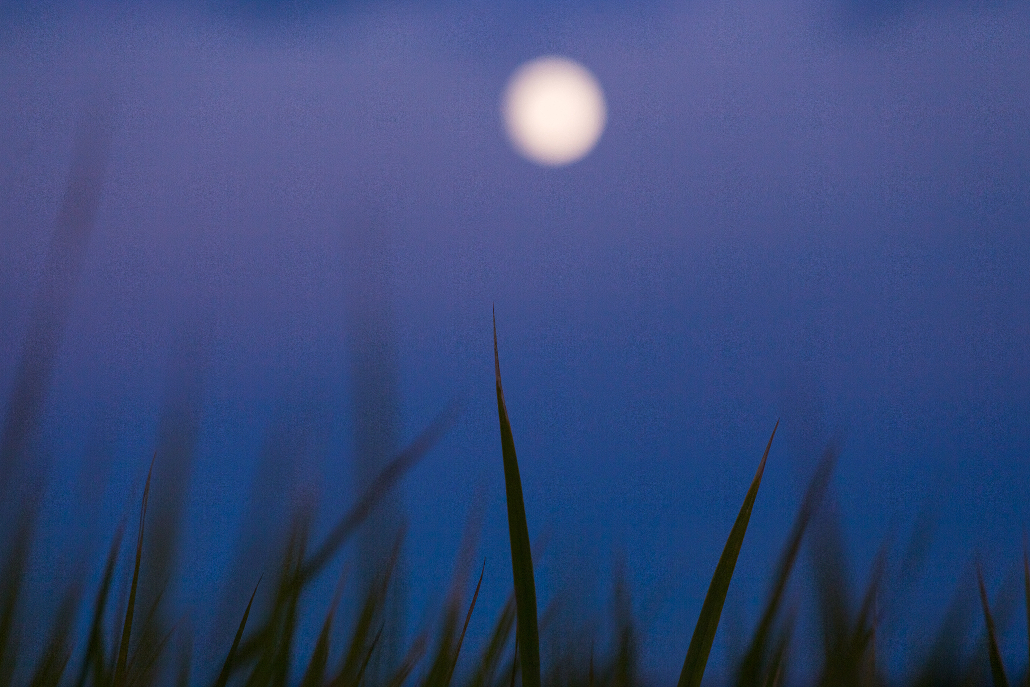 静谧夜色，星月如银，树间轻响