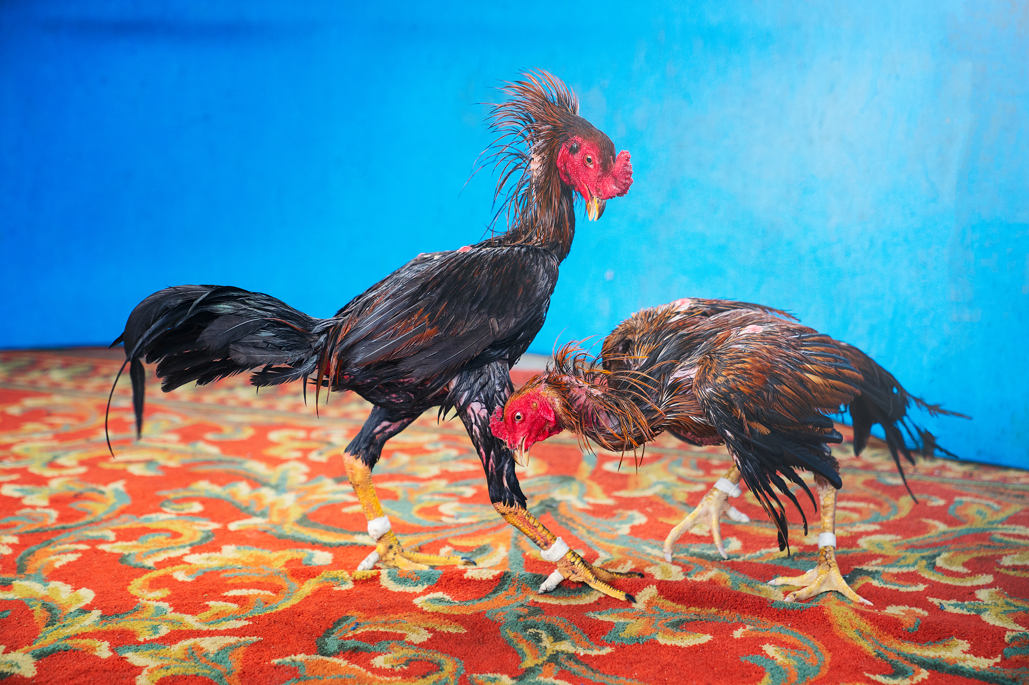 chickens fight for the honor of chickens, cock fighting