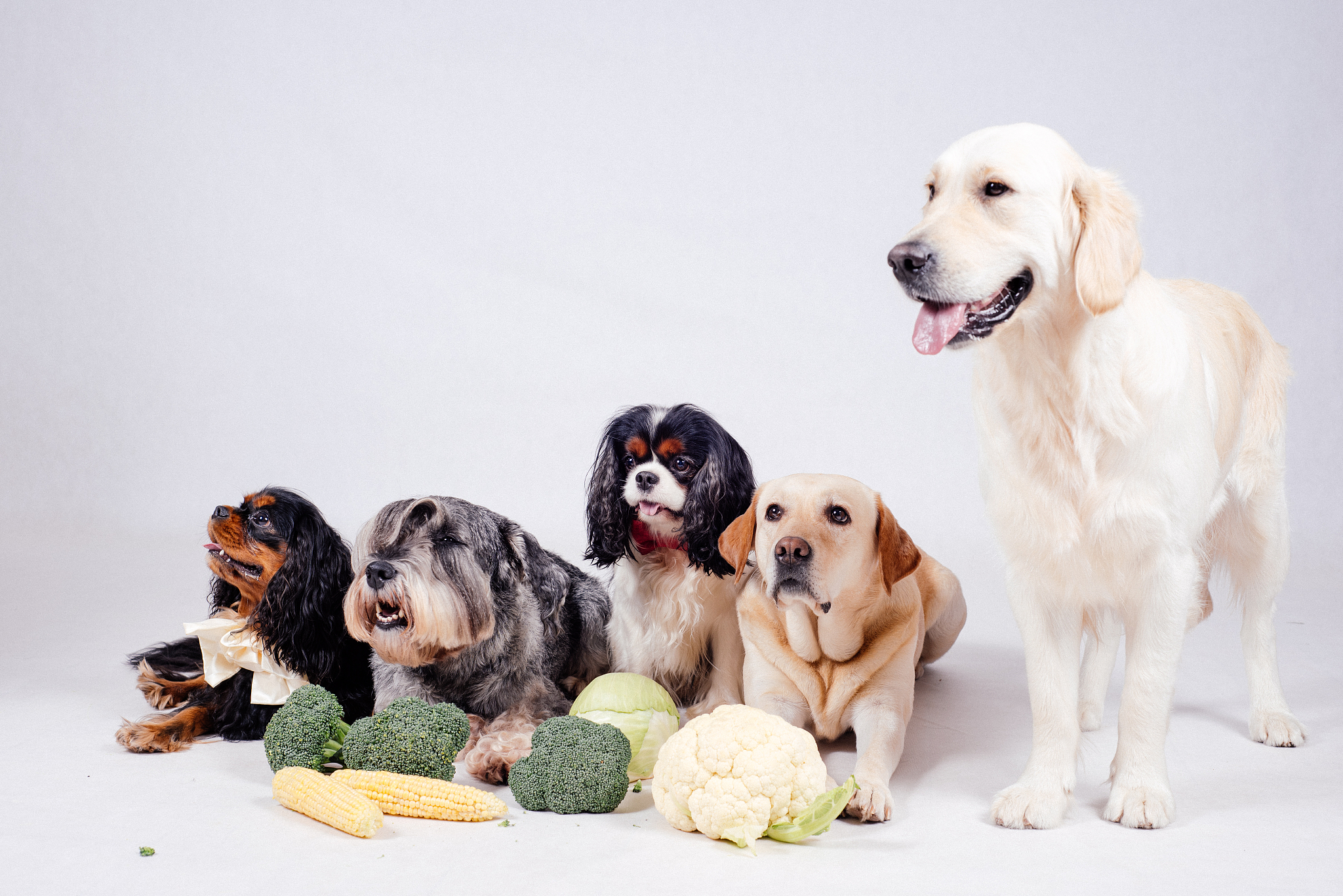 兔子能吃豆角吗