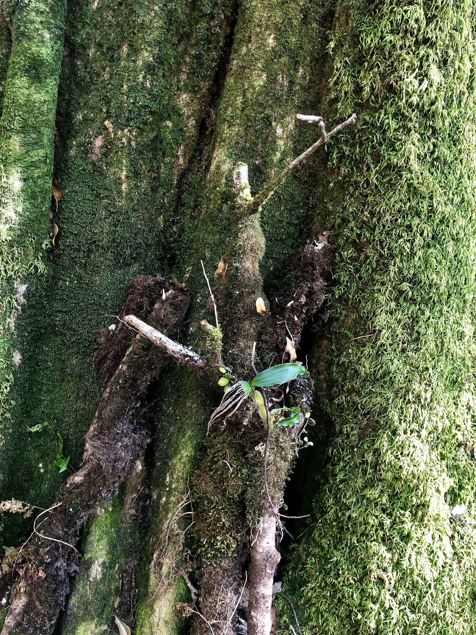 植物界分类：低等植物、高等植物及其区别与进化轨迹