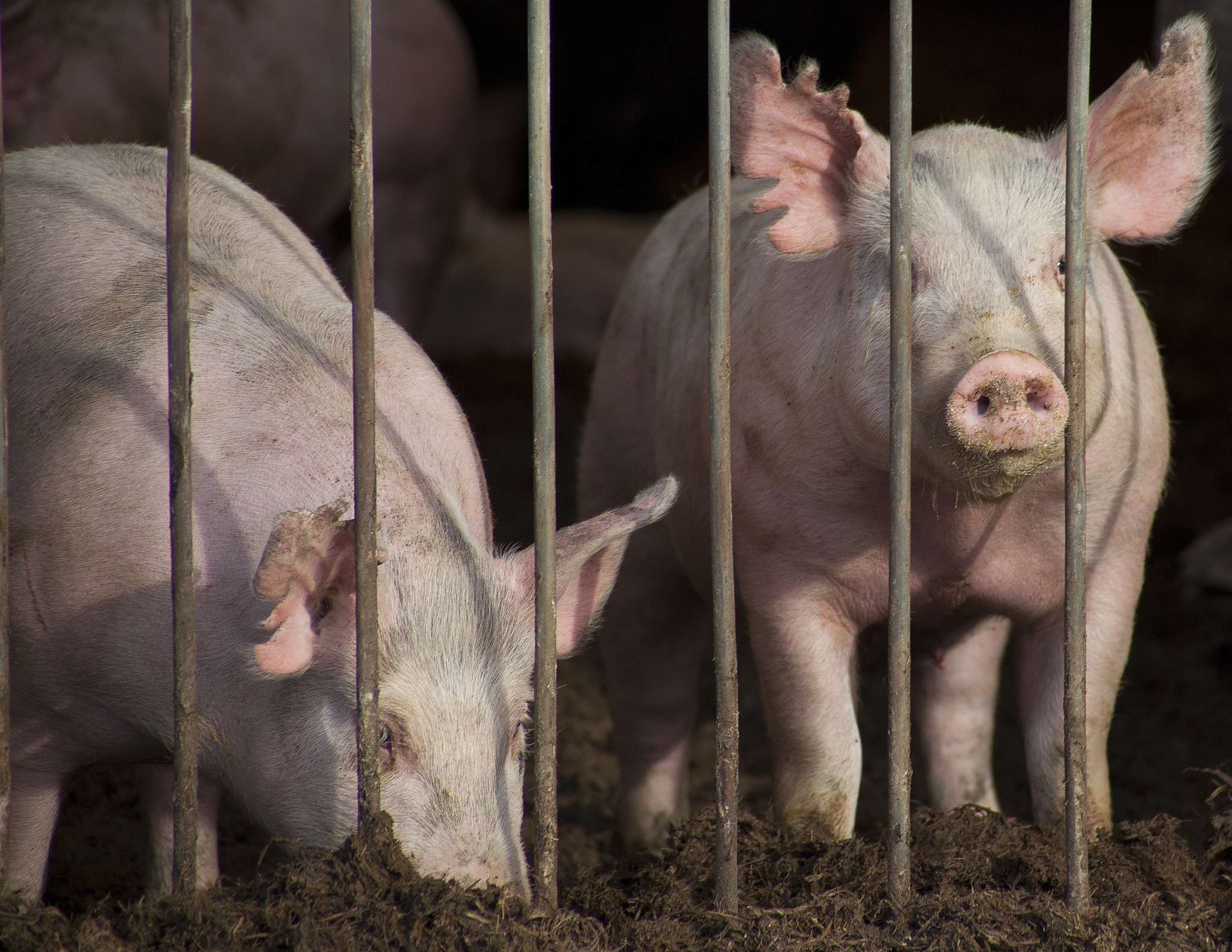 什么是圆环病毒病