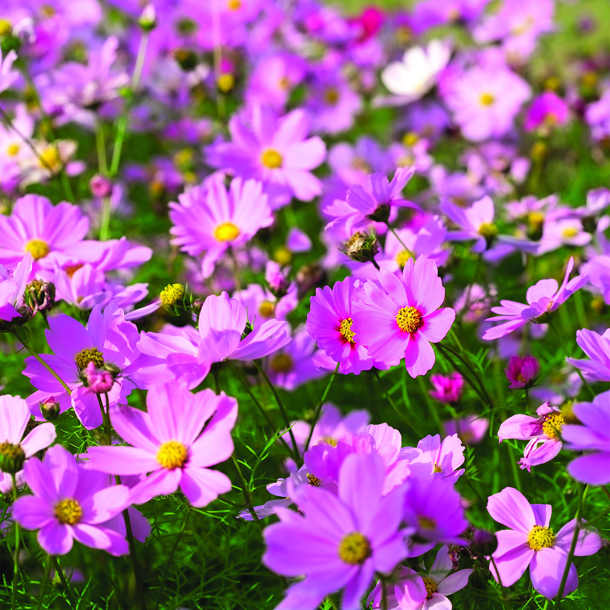 波斯菊种植方法与格桑花区别：图文详解