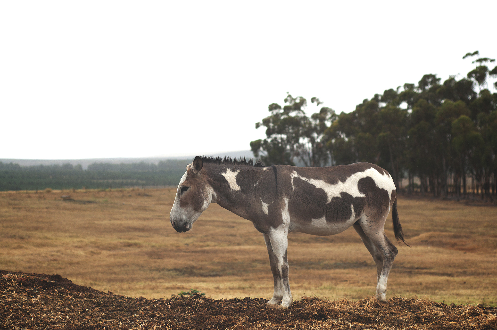 donkey profile