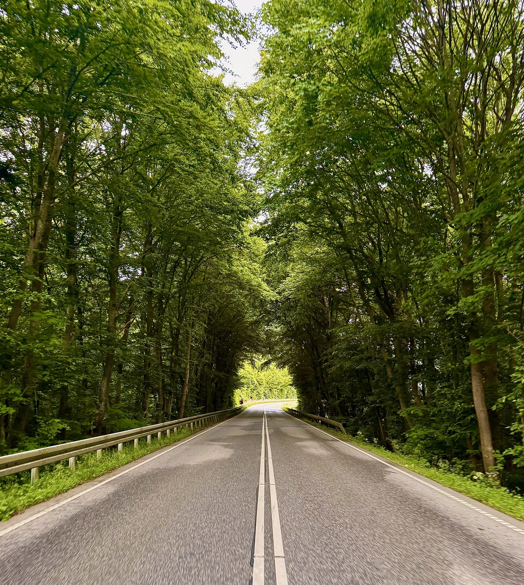 具体描写森林中的车道