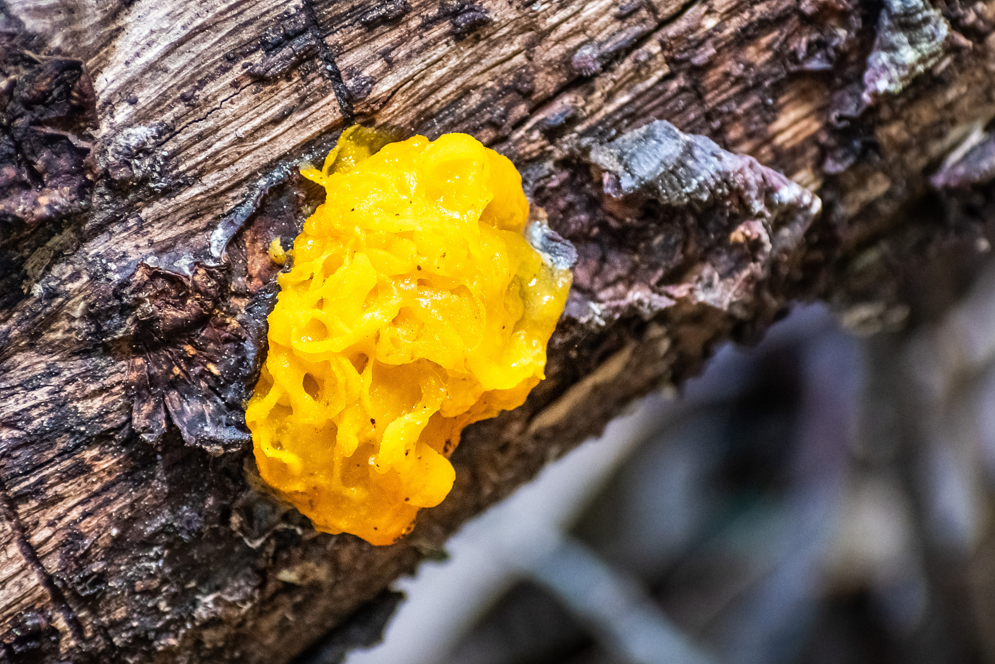 witches' butter (tremella mesenterica) growing on a tree trunk i