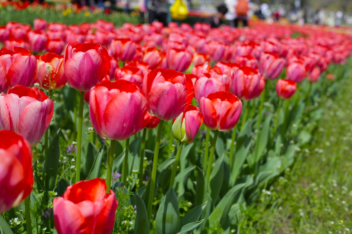 春天的花海：樱花、郁金香、水仙花，带你感受生命的活力