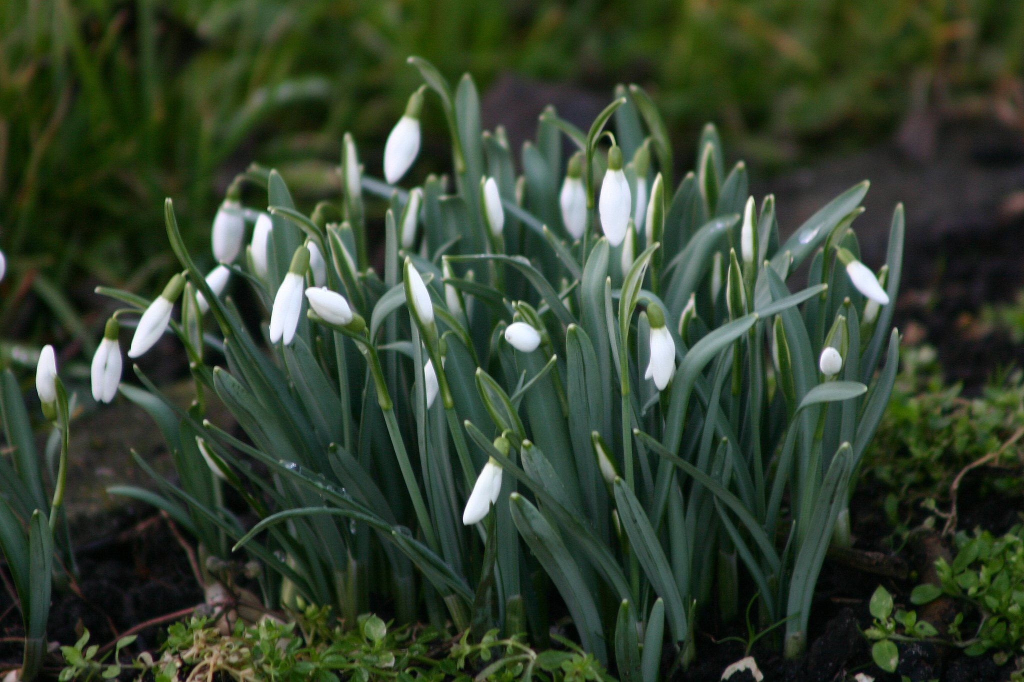 snowdrops first sign of spring