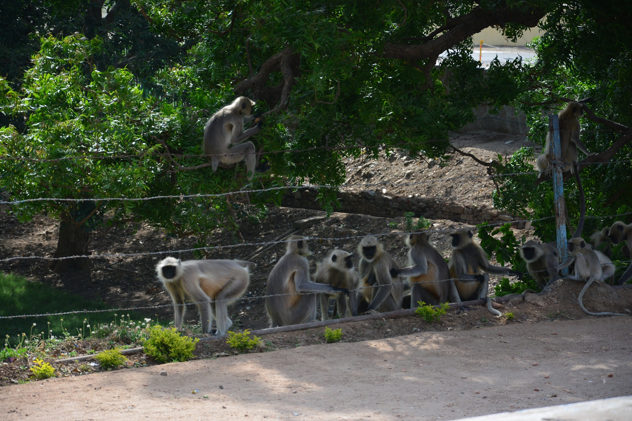 東京ズーネットワークにおける動物園を選択しました。はじめに 動物園は一般の公共施設とは異なり、教育活動が大きな役割を果たしています。特に子供たちに対して動物や自然について学ぶ機会を提供することが重要です。本論文では、東京ズーネットワークの動物園の経営管理における課題と持続可能性について考察し、地域の特性を活かした取り組みに焦点を当てます。子供たちの興味を引き、環境問題への理解を深めるために、動物た