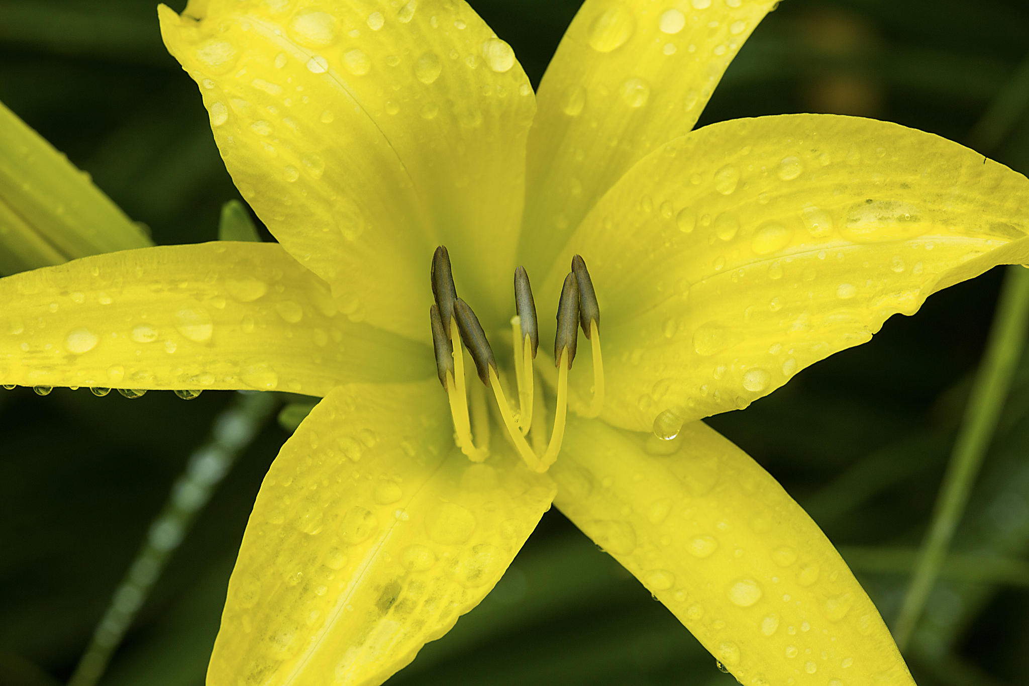 Translate to chineseVirtually everything we eat can be traced back to plants Either we eat food from plants or we eat food from animals that in turn have eaten plants How do plants get their food then