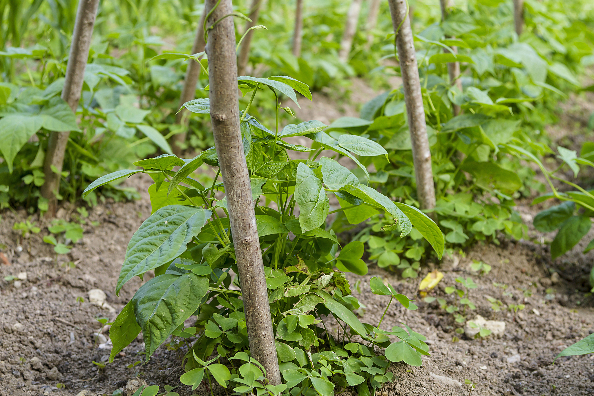 orchard vegetables fertilized with natural manure