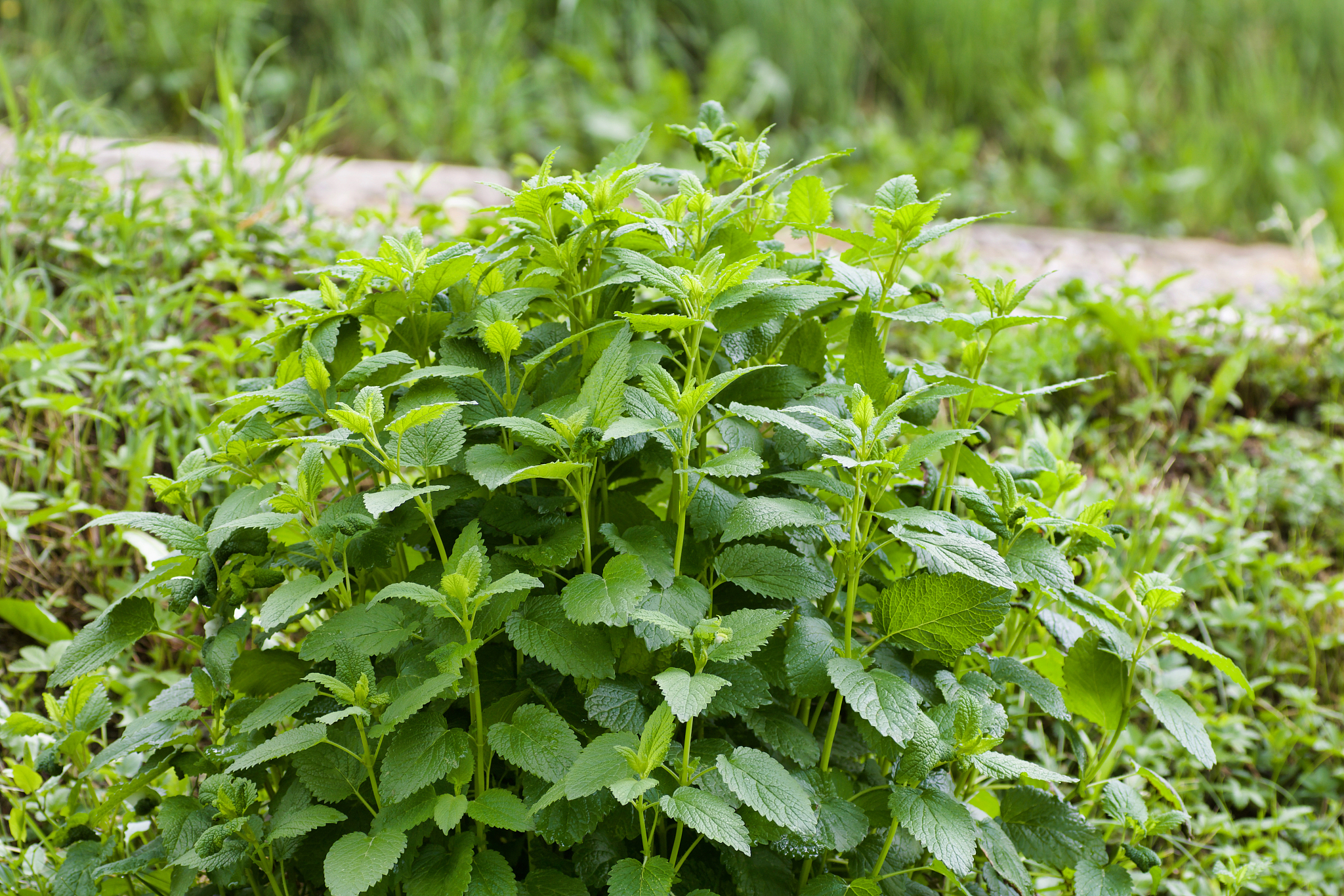 green lemon balm herb bush in the nature