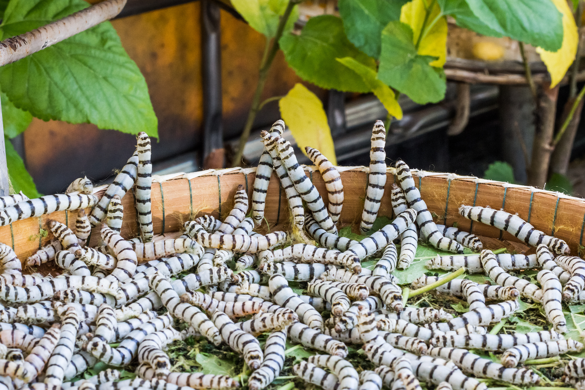 从蚕身上得到的启示，