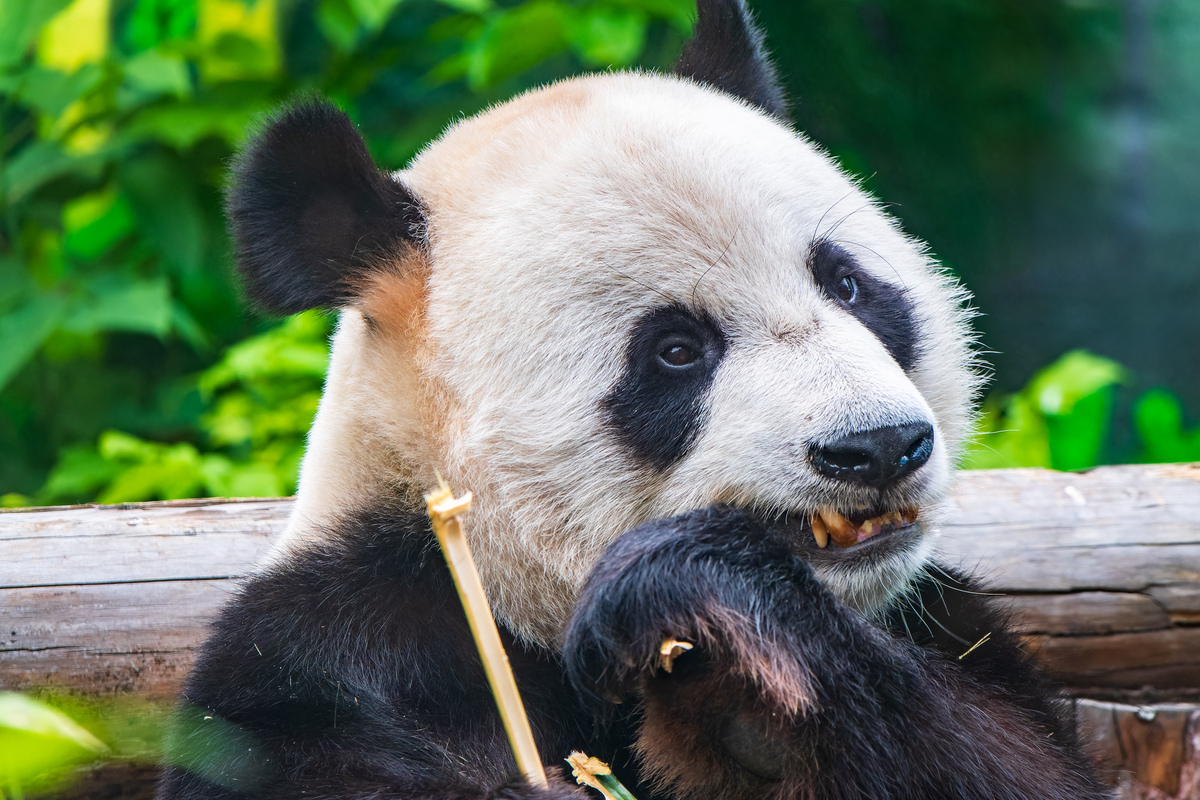 为什么熊猫如此受欢迎？- 可爱、珍稀和文化象征