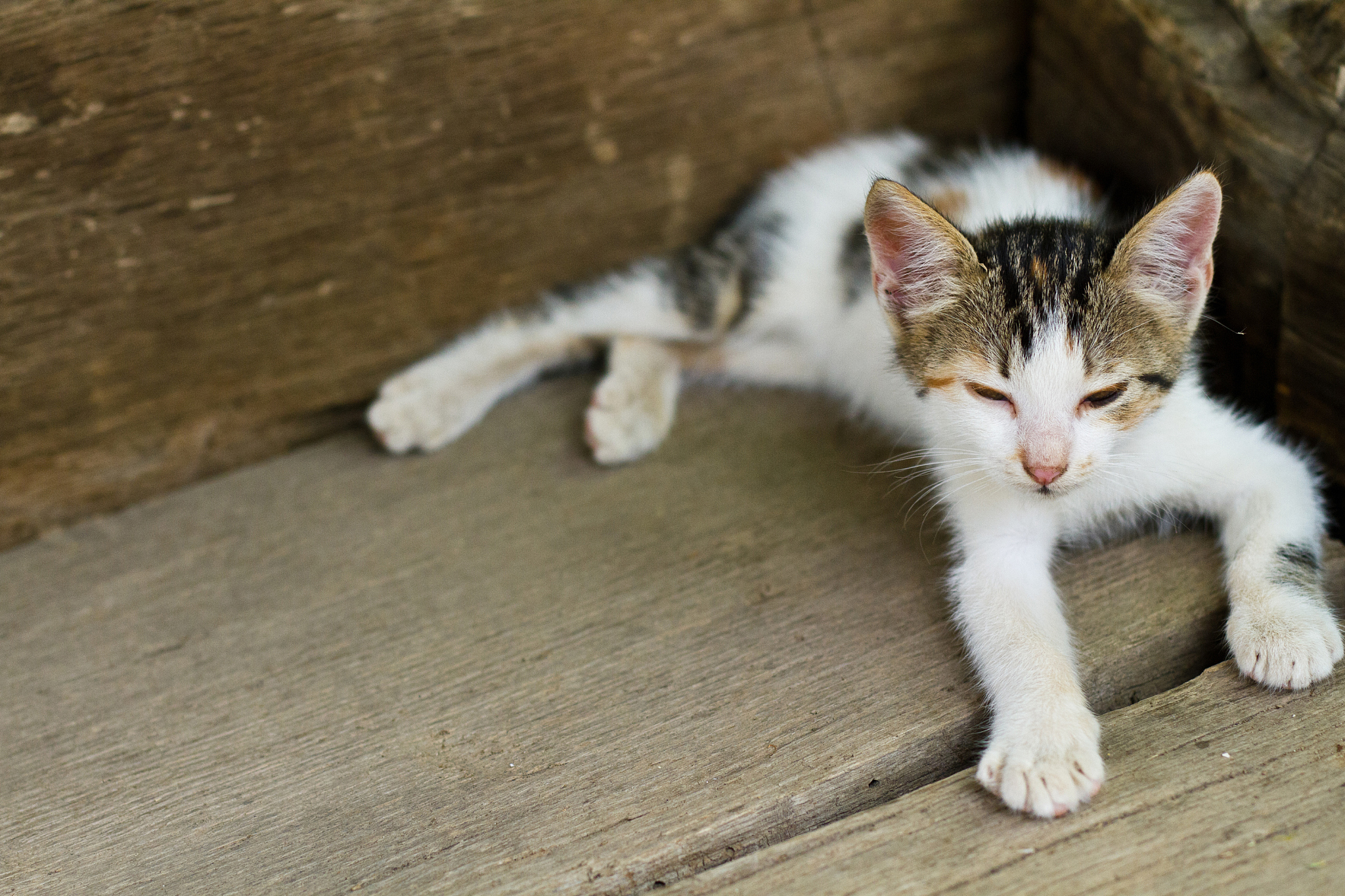 情侣头像制作：打麻将猫咪&弹吉他狗狗