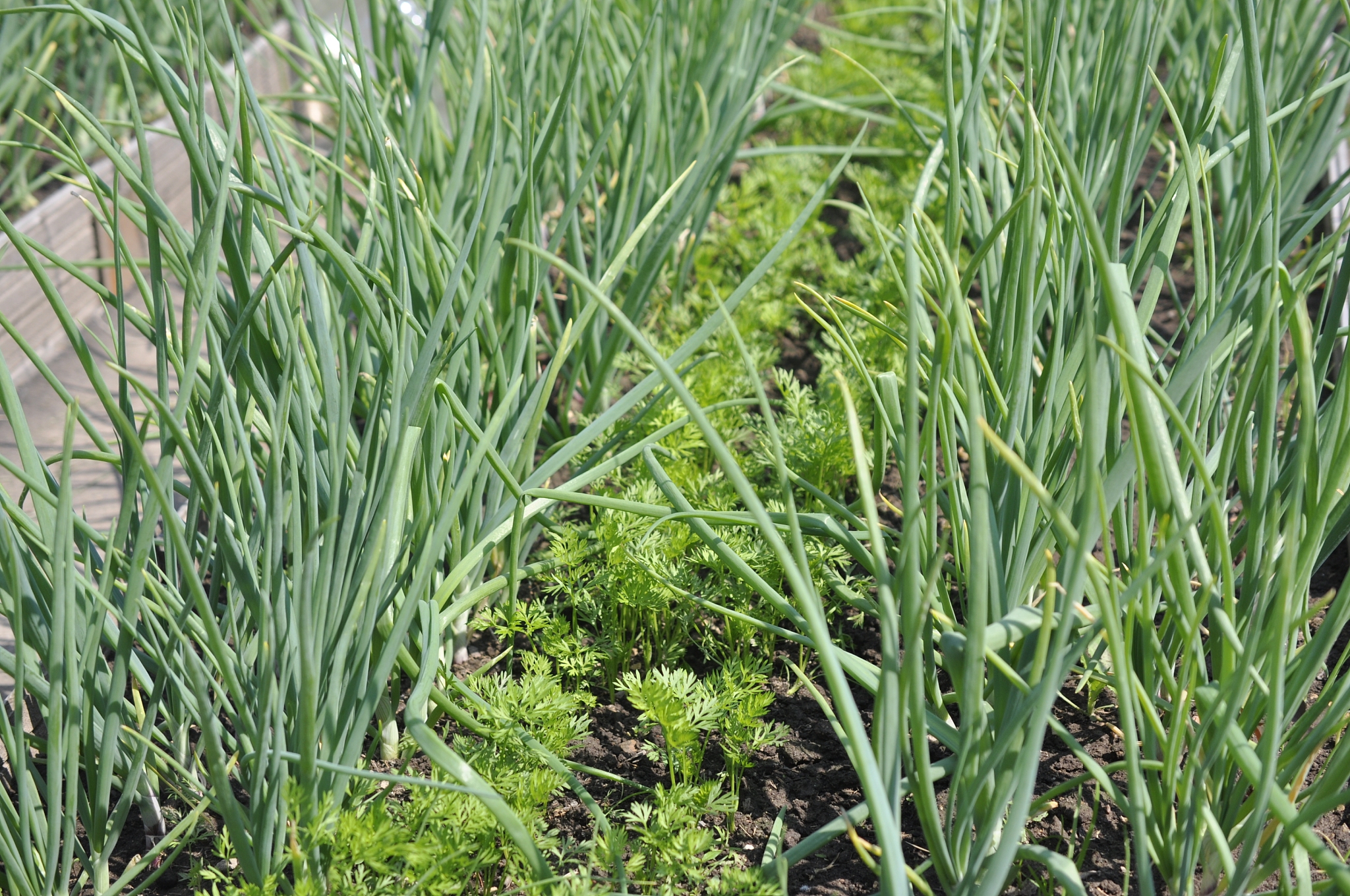 young sprouts of onions