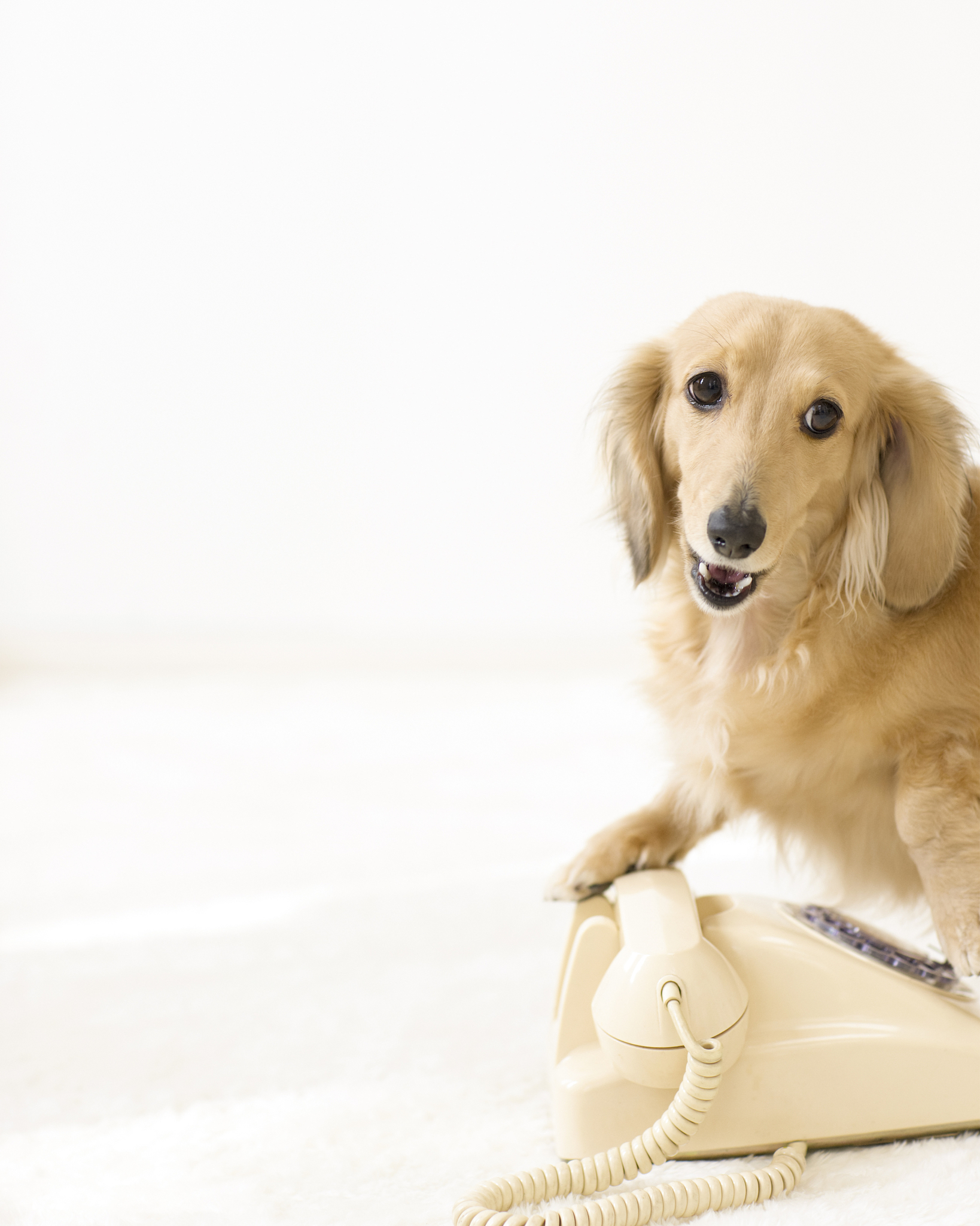 杨凌职业技术学院宠物临床诊疗技术专业怎么样？