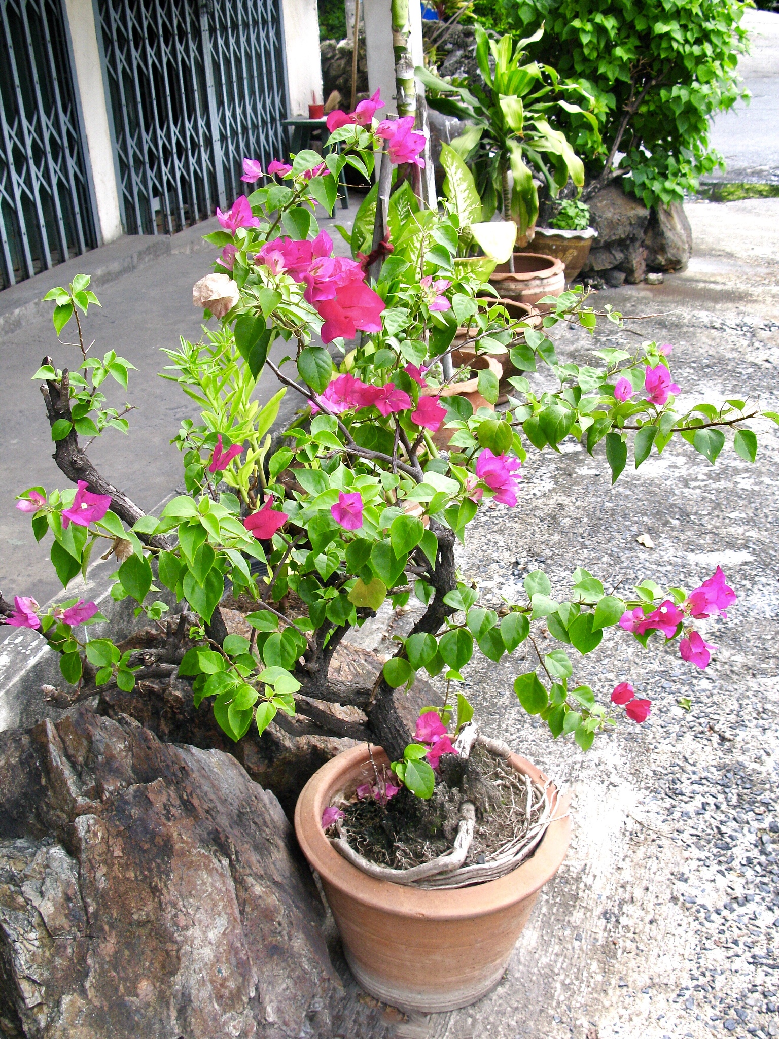三角梅种植最佳土壤选择和新手养护指南
