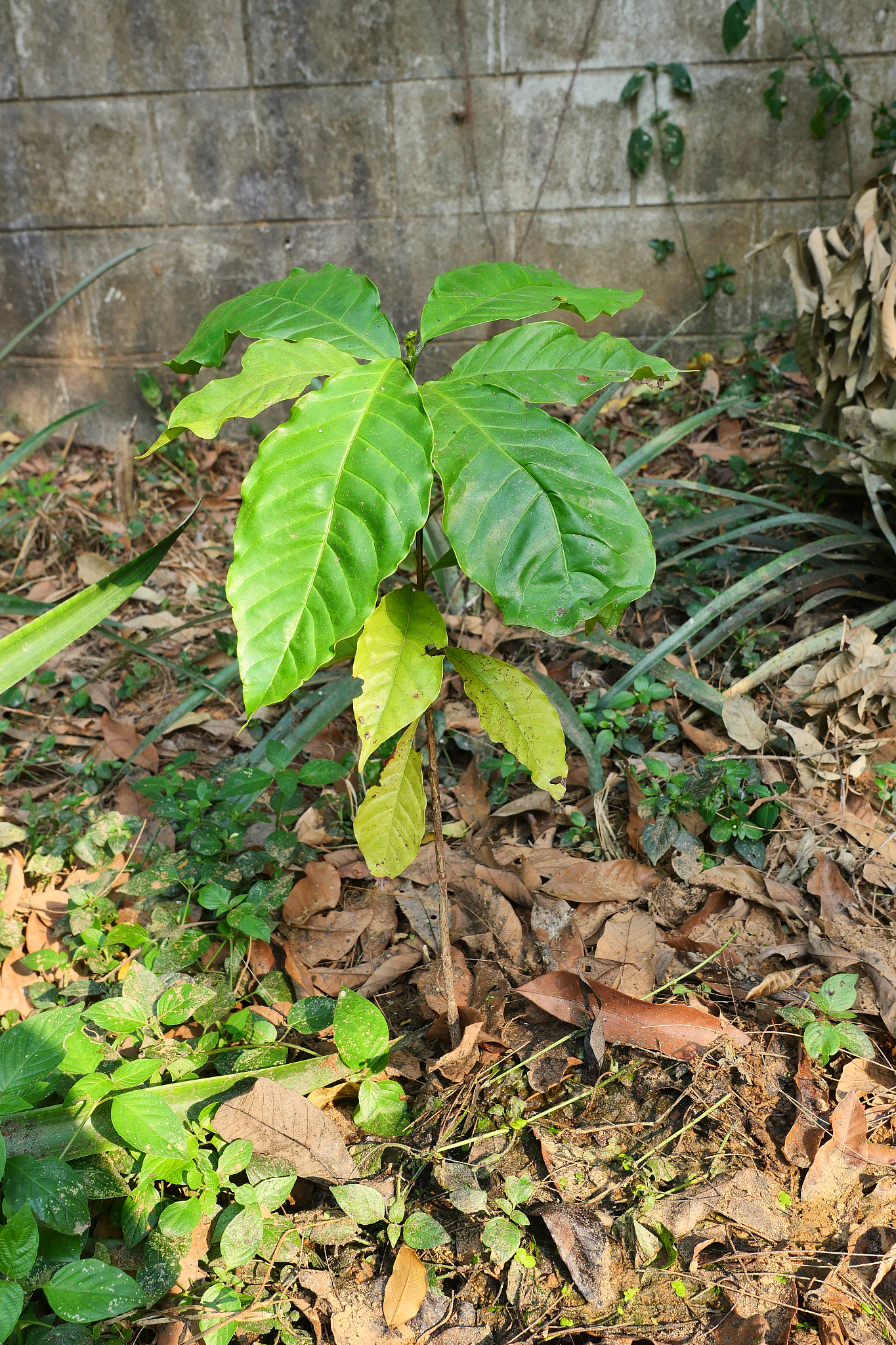 green bush leaf of young robusta coffee tree planted