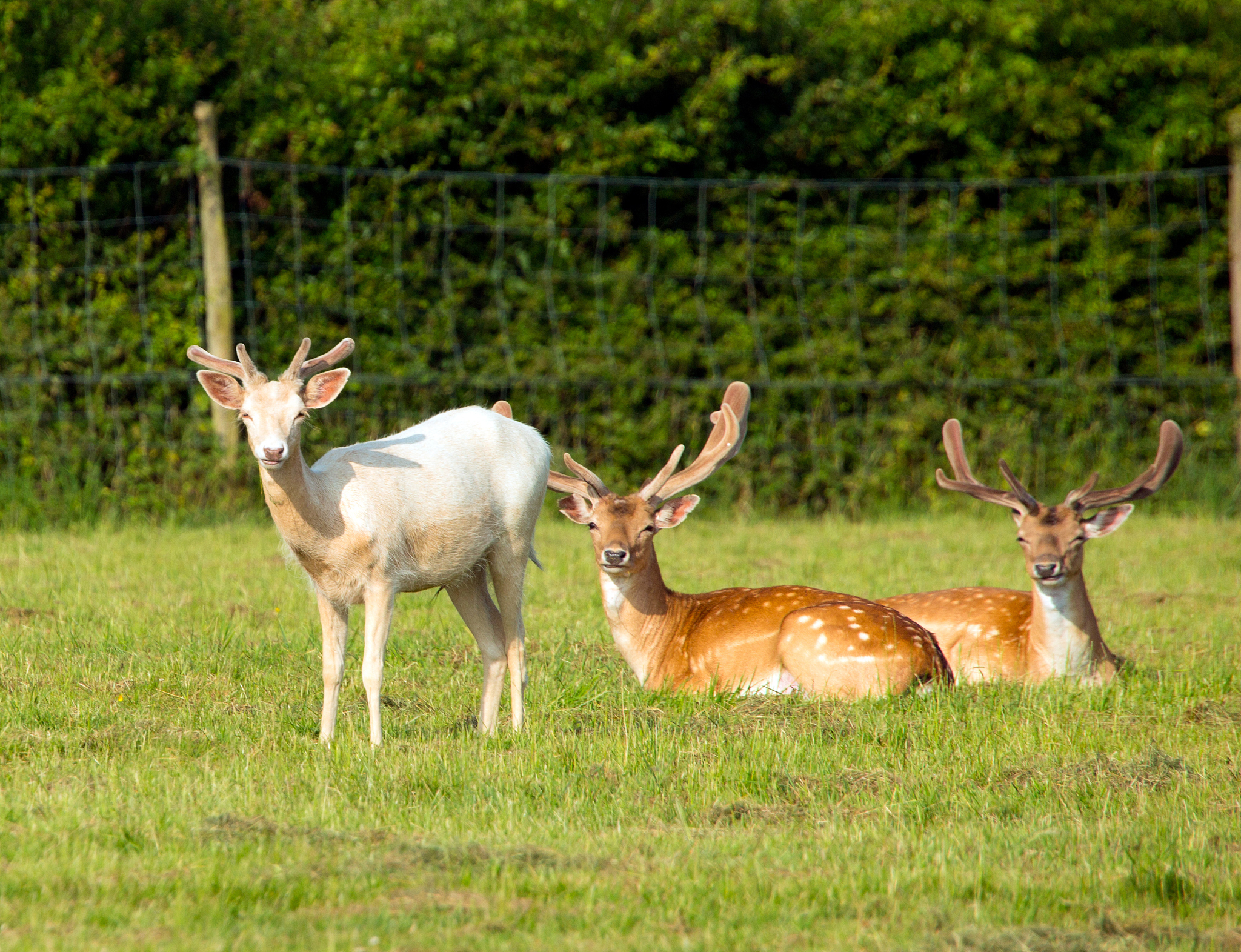 white and red deer