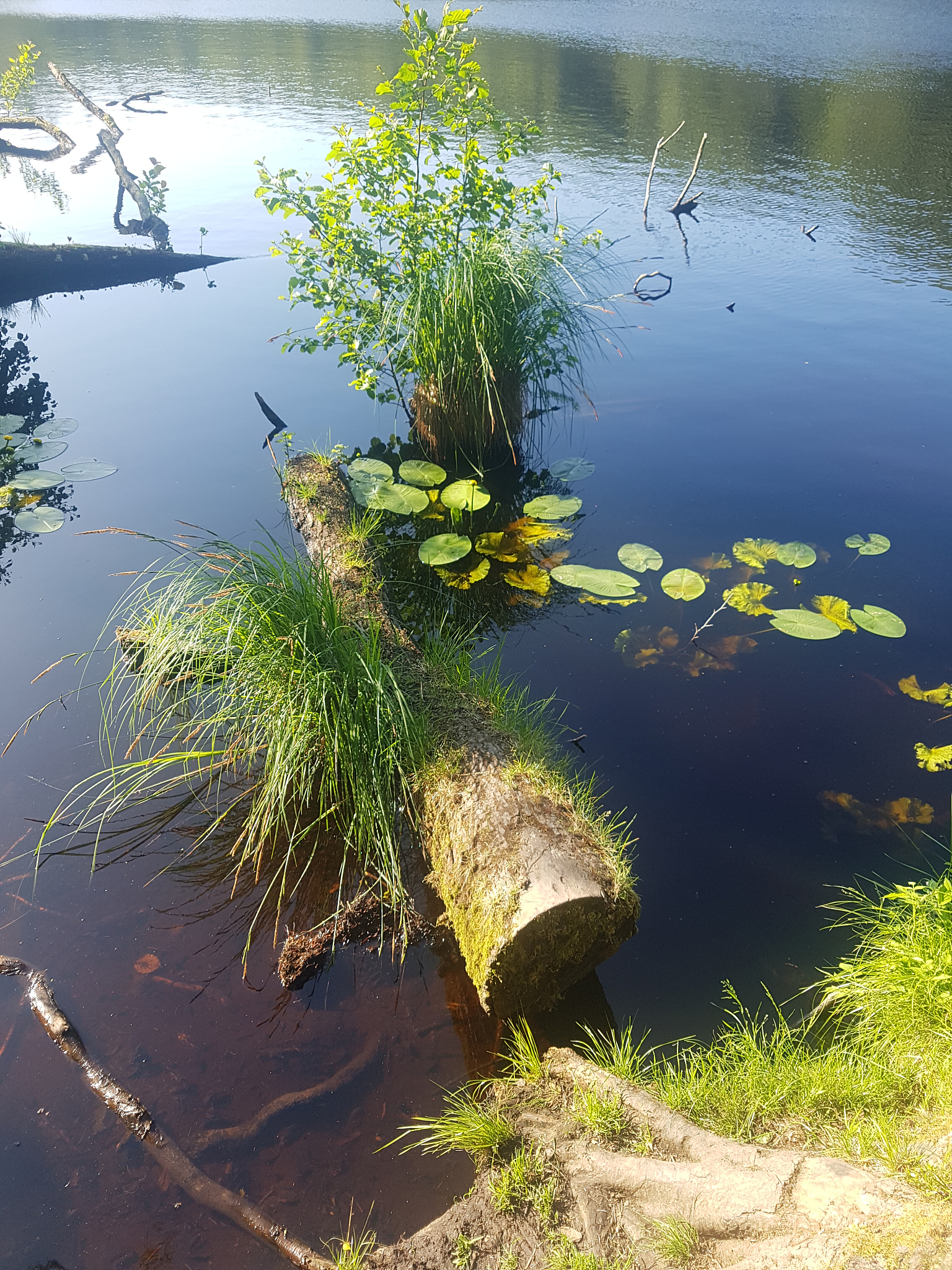 Aquatic Botany 期刊：水生植物学研究的领先平台