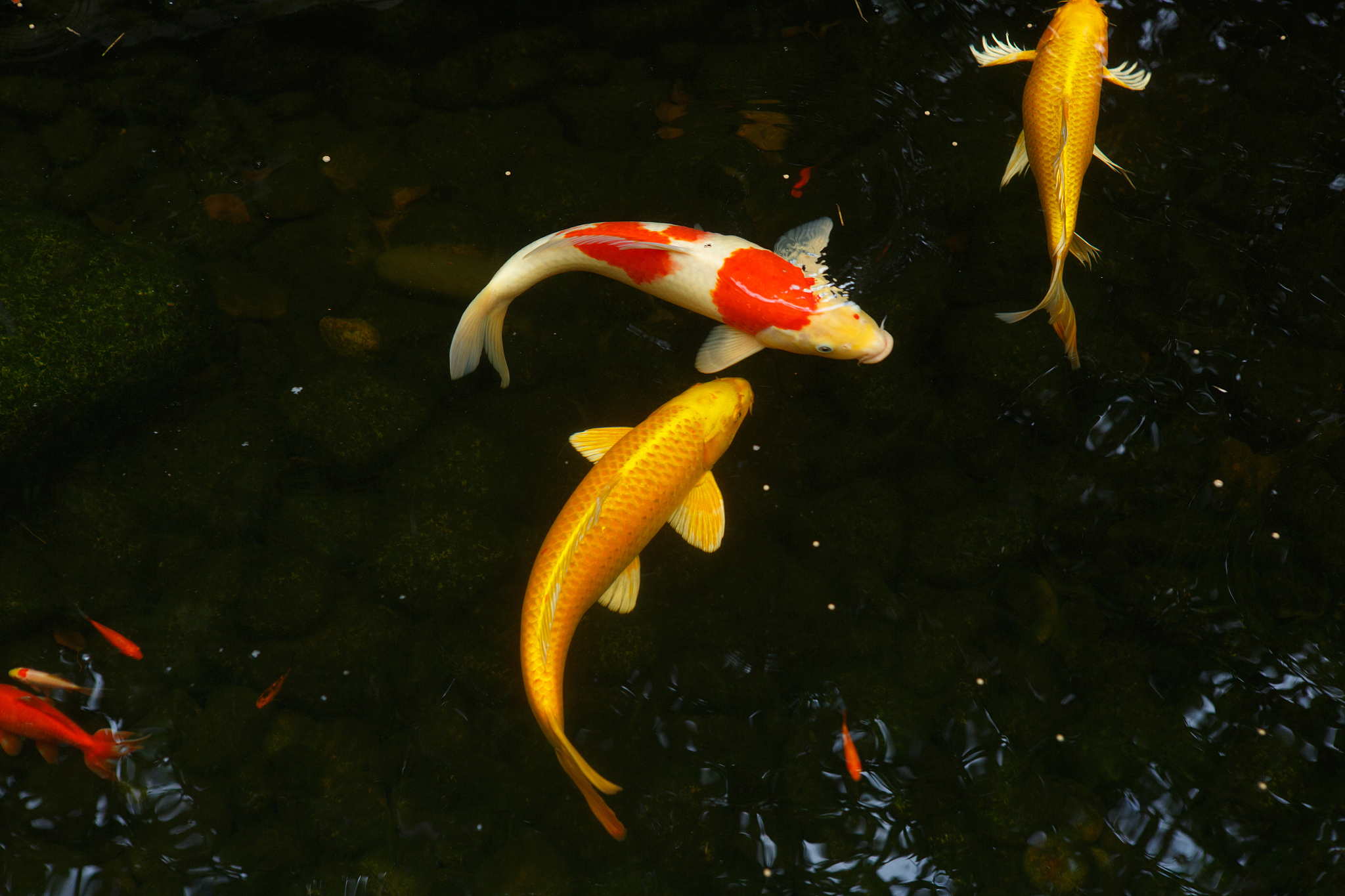 锦鲤的品种、特点、养殖技巧等相关知识