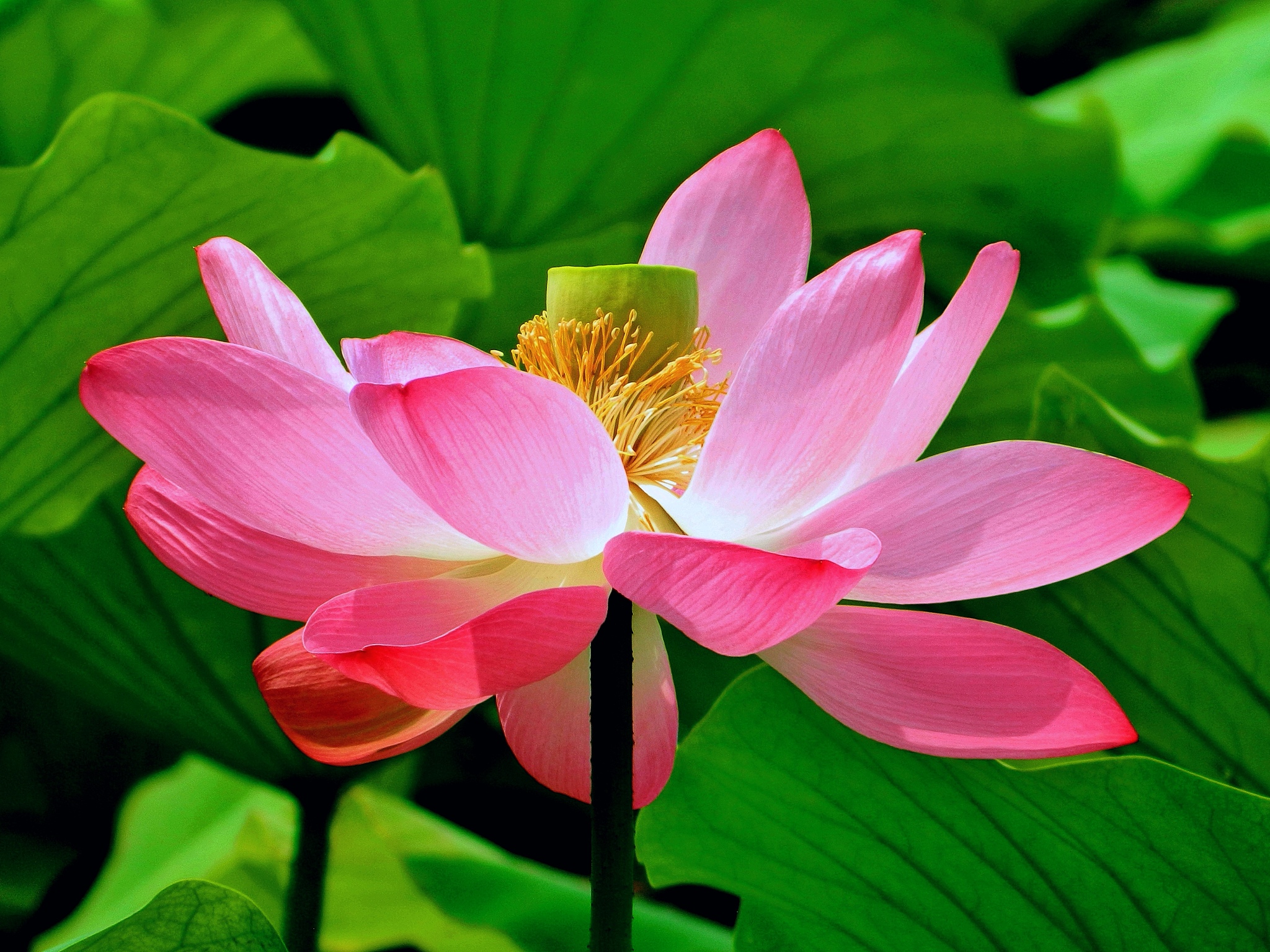 请作一首关于荷花的儿童诗歌寓意清廉