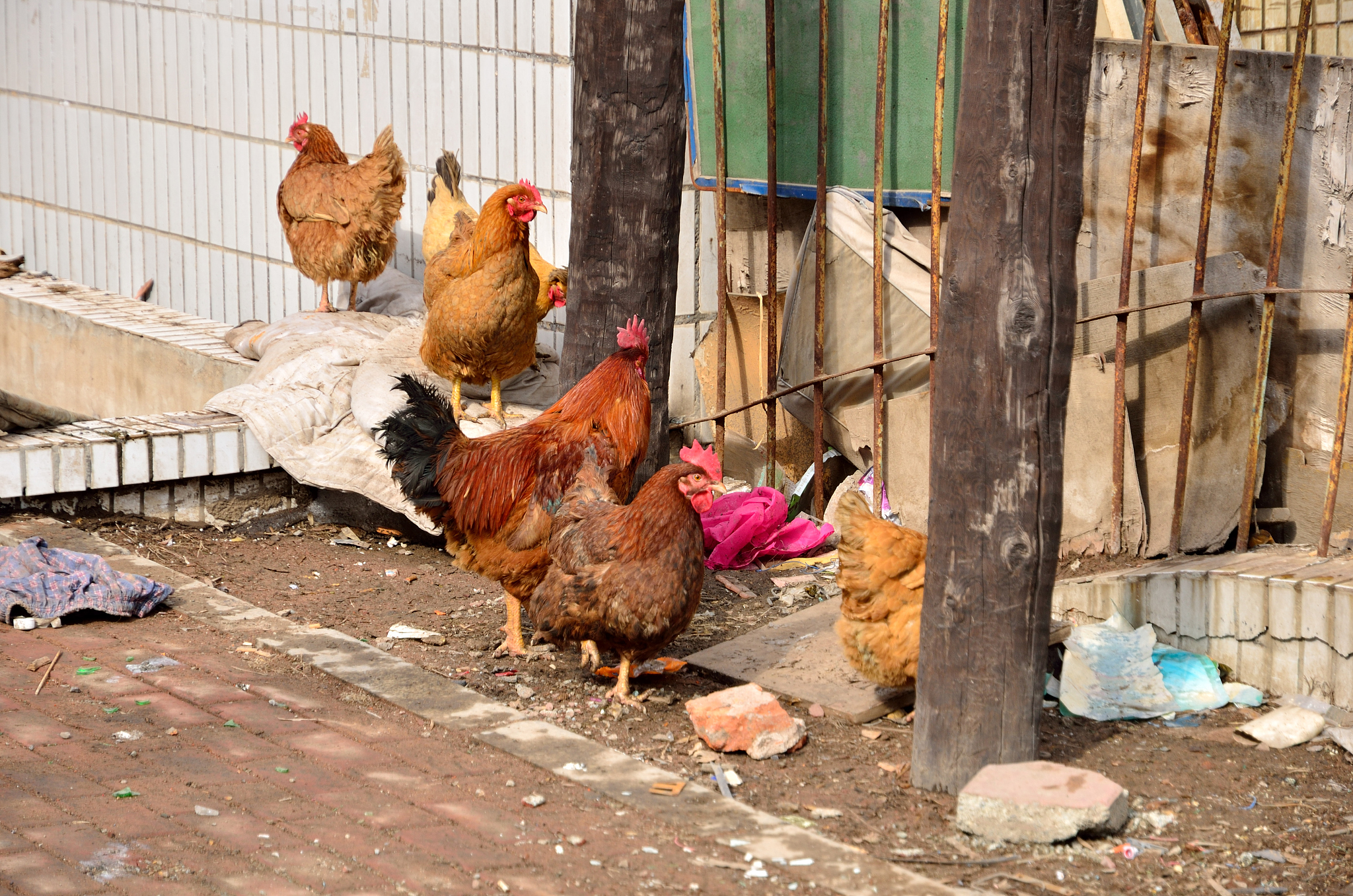 农村散养老母鸡：健康、美味、营养，值得您选择！