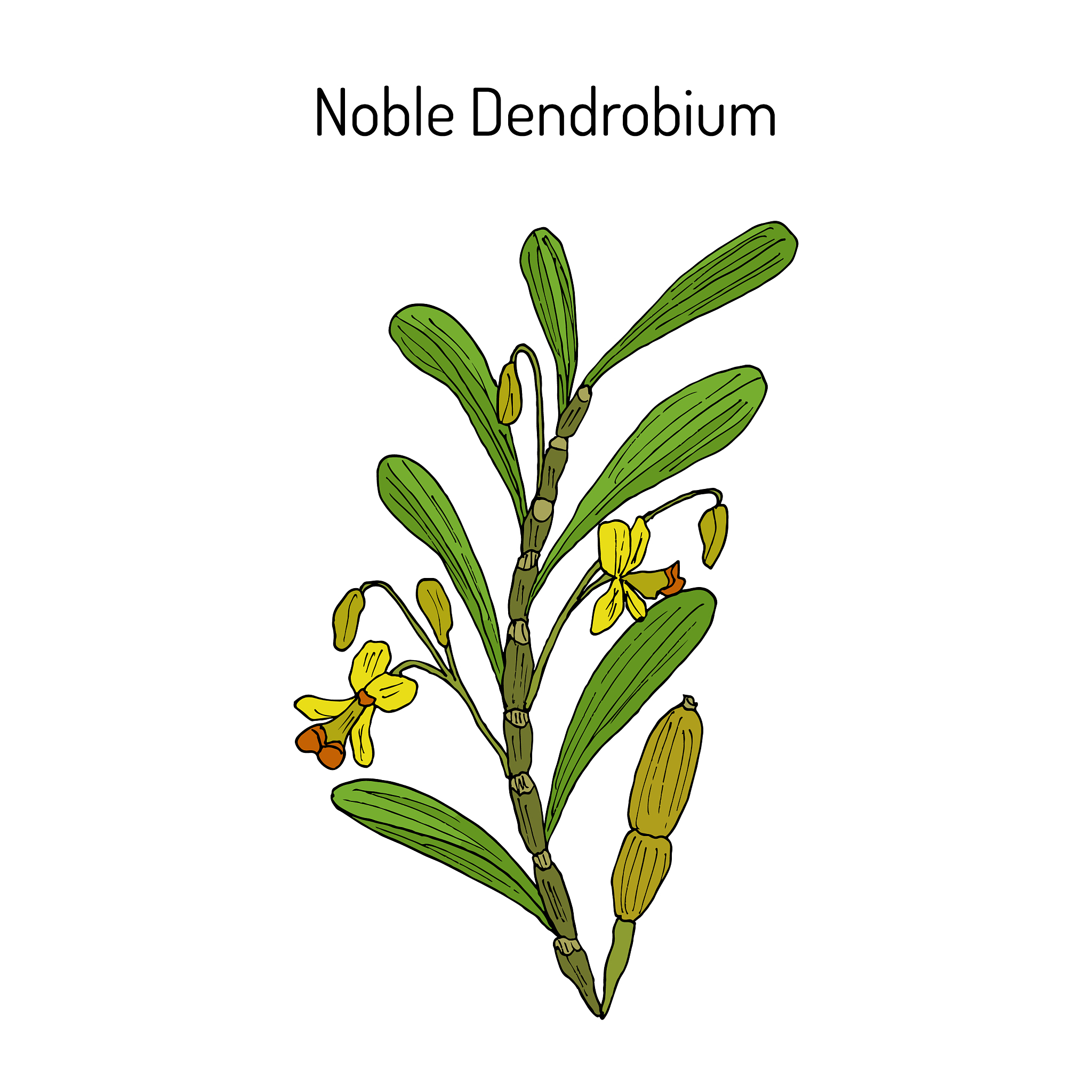 noble dendrobium ornamental and medicinal plant