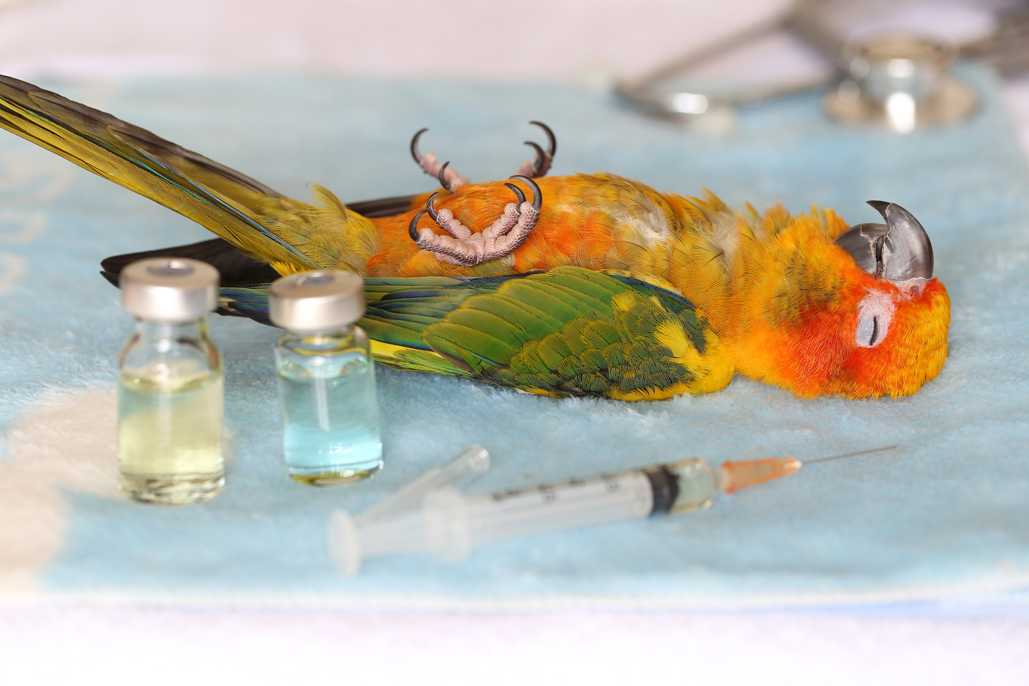 鹦鹉营养不良：症状、预防和治疗 - 全面指南