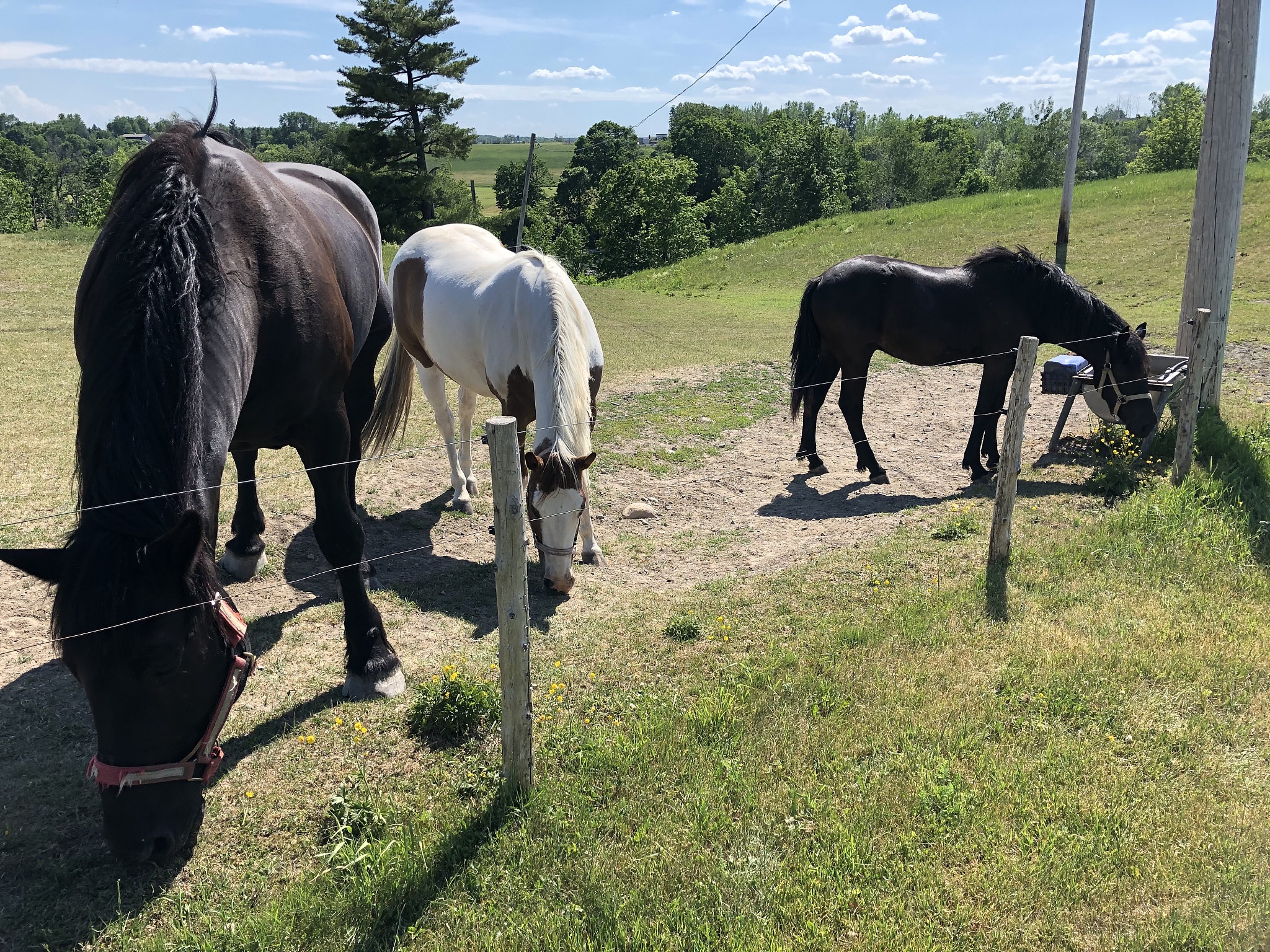 three horses of different sizes 2
