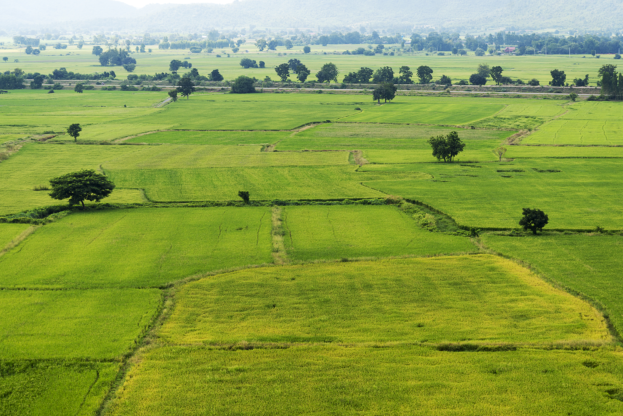 landscape on green grass in thailand.