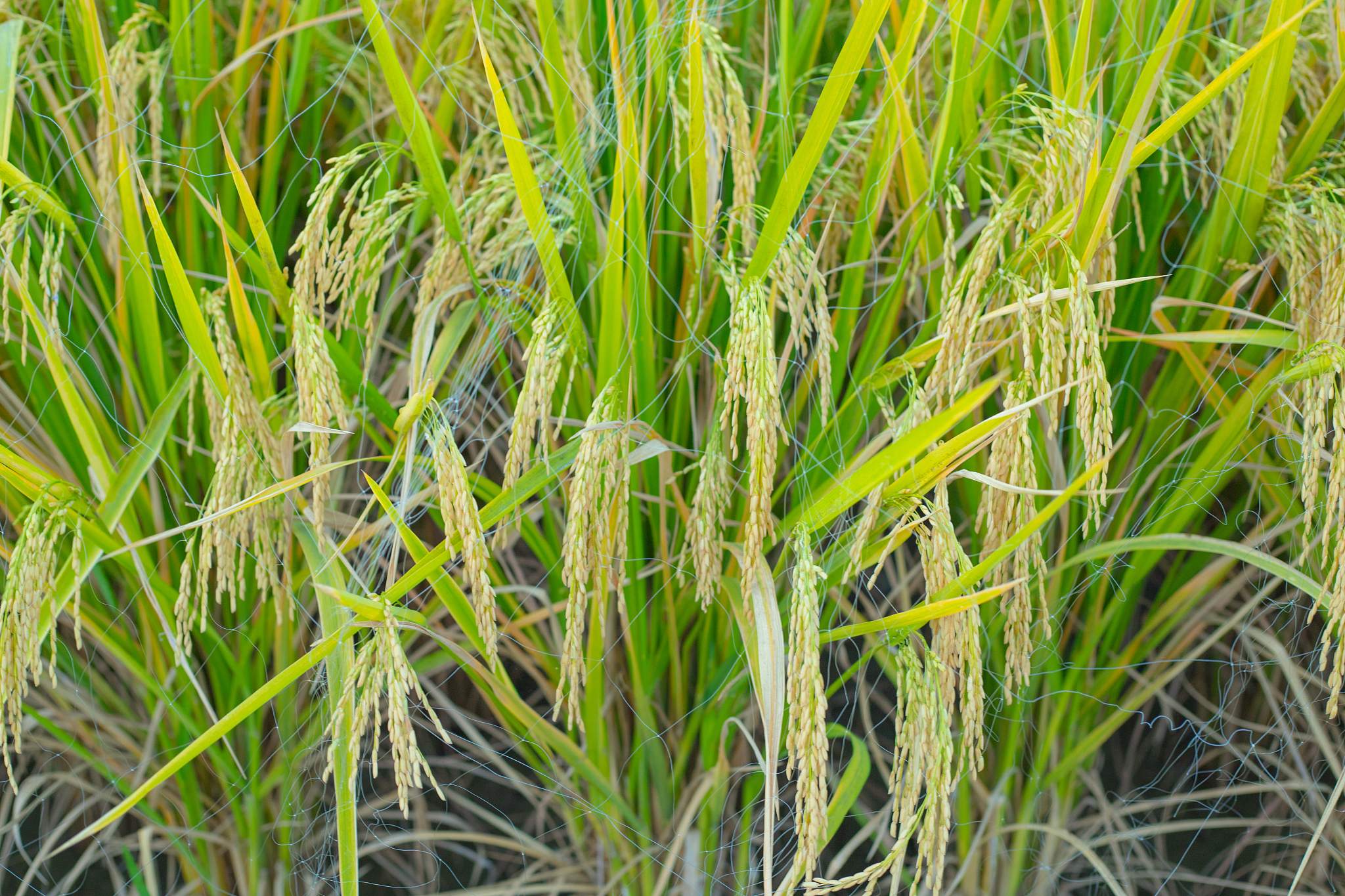 横山县水稻病虫害防治现状及建议