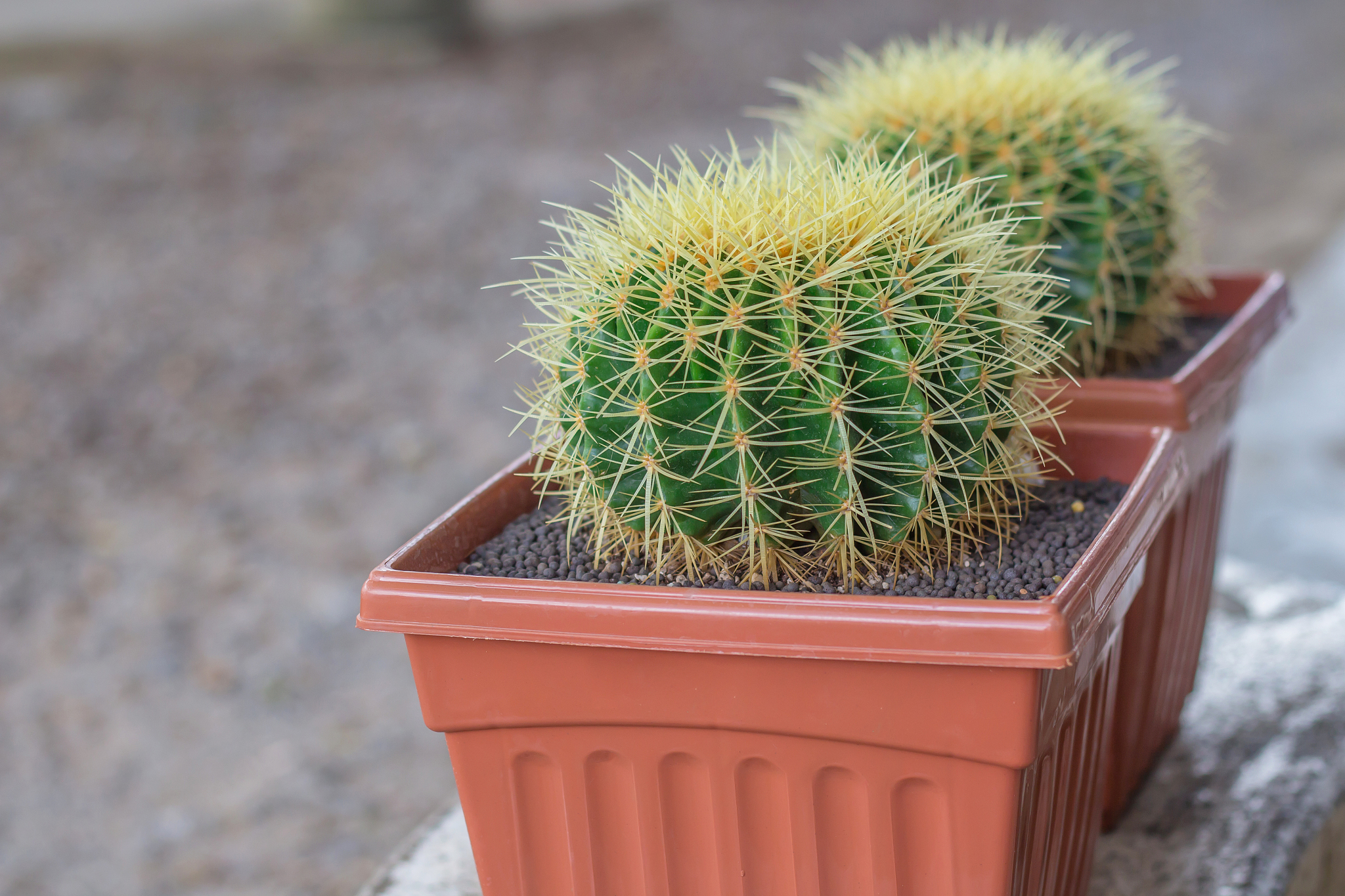 closeup of golden barrel cactus (echinocactus grusonii)