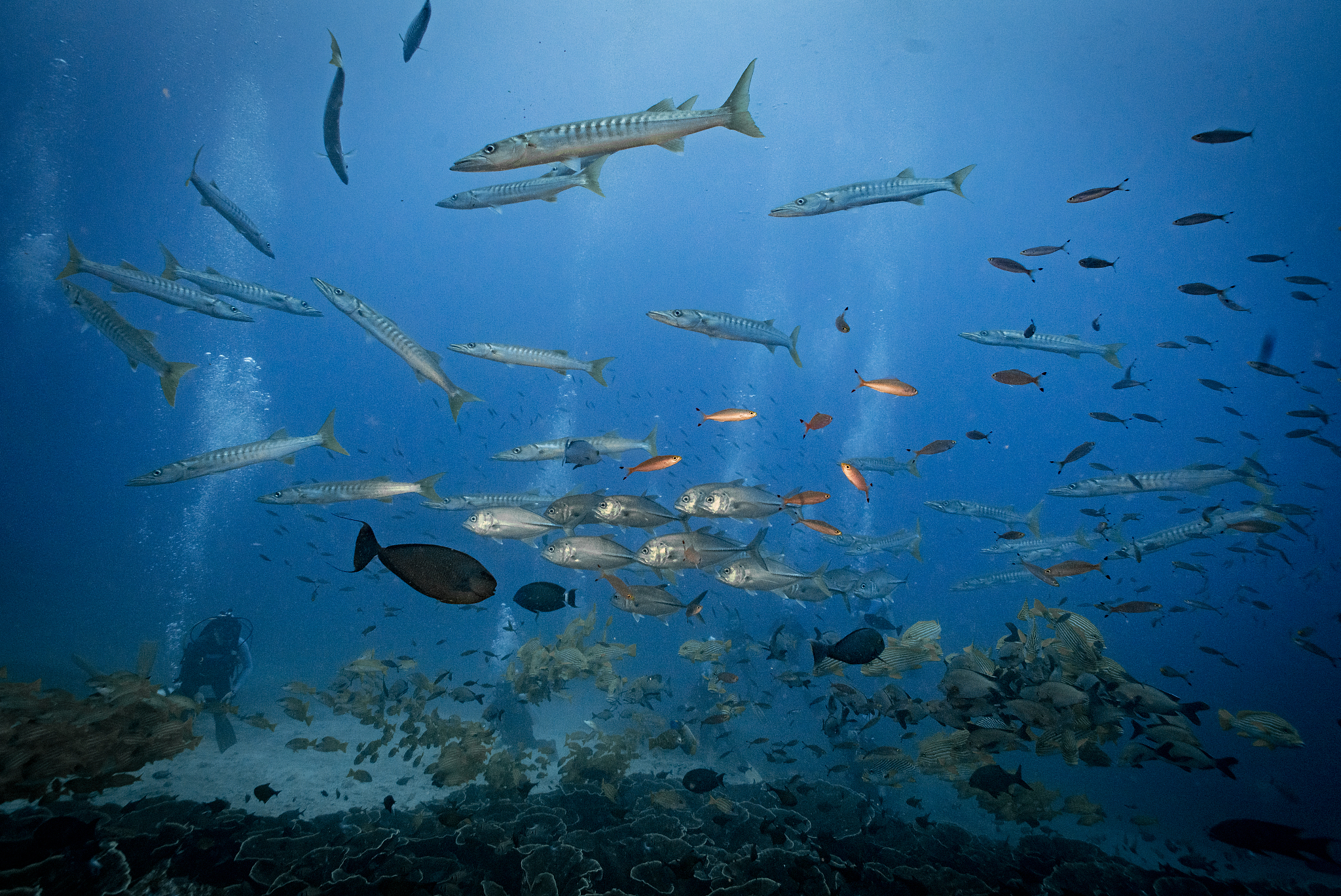 写一段有关Fish4Knowledge数据集的介绍