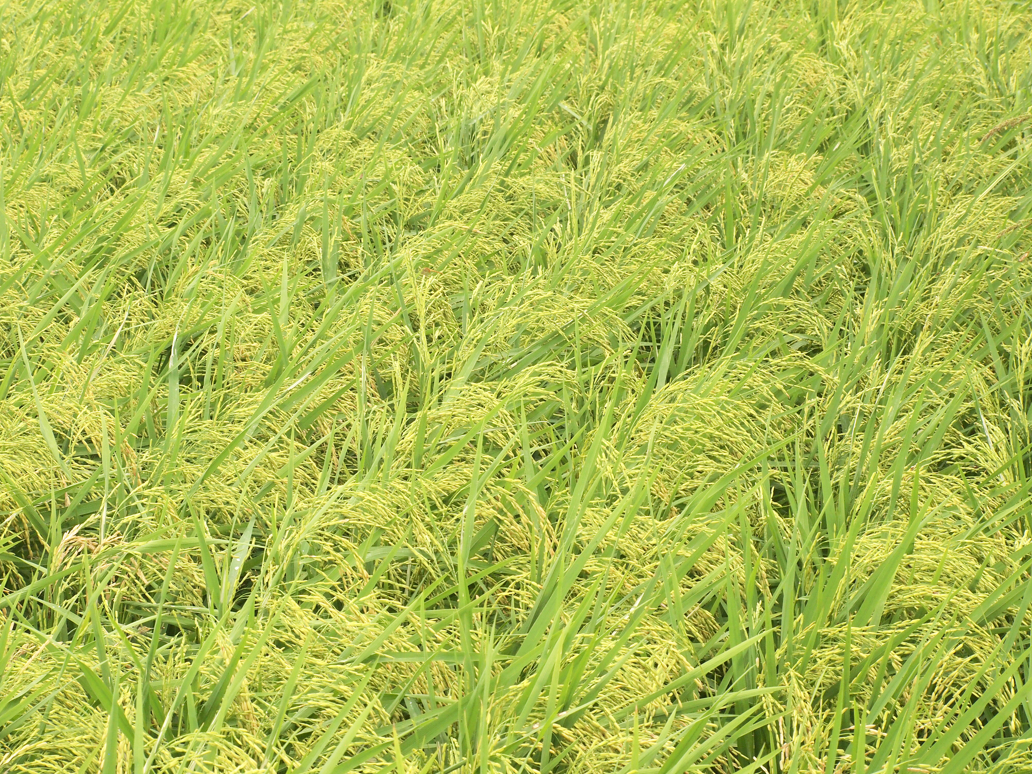 垛田形成的主要原因是