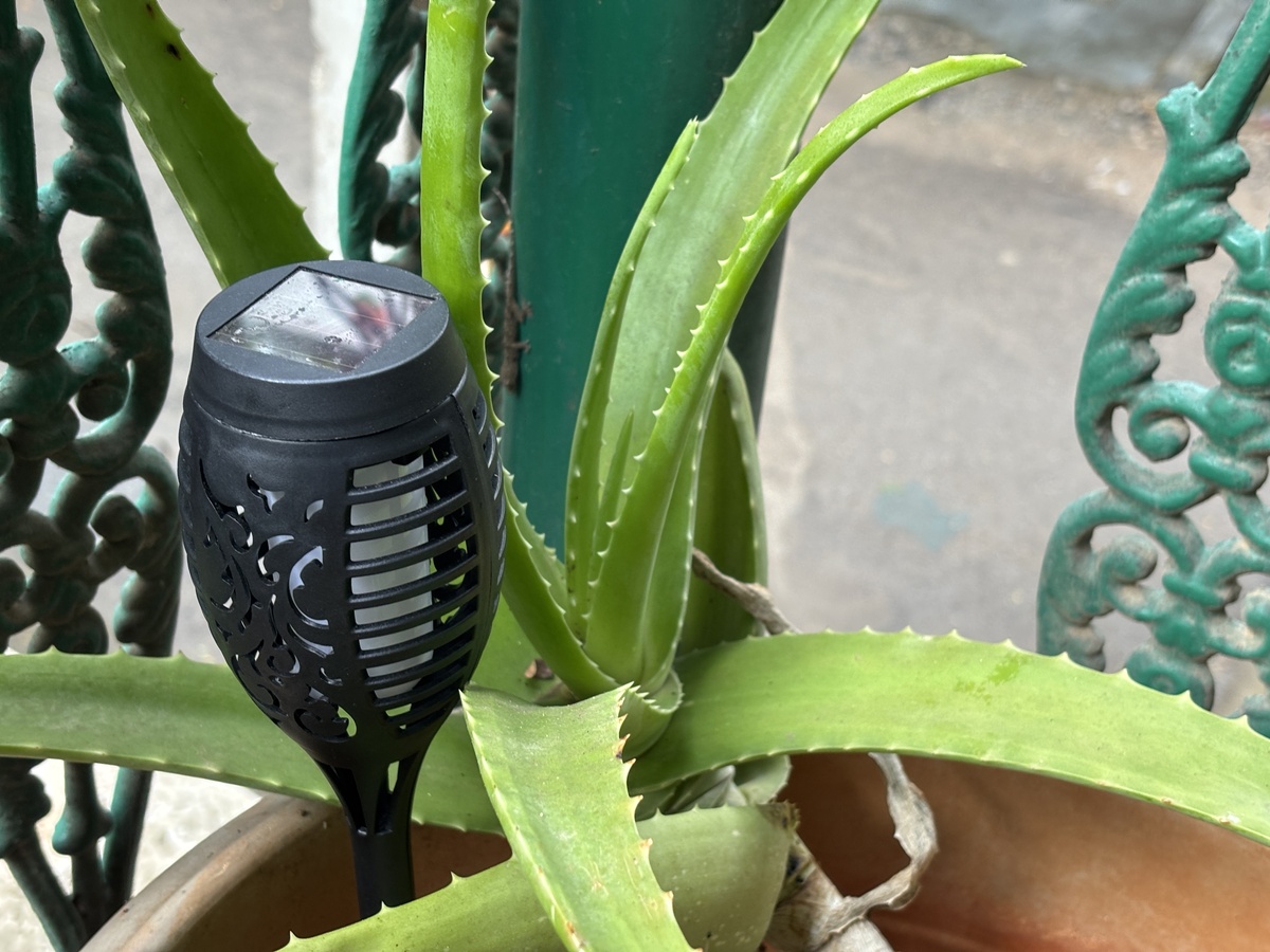 火龙果种植病虫害防治：保障产量、品质与生态