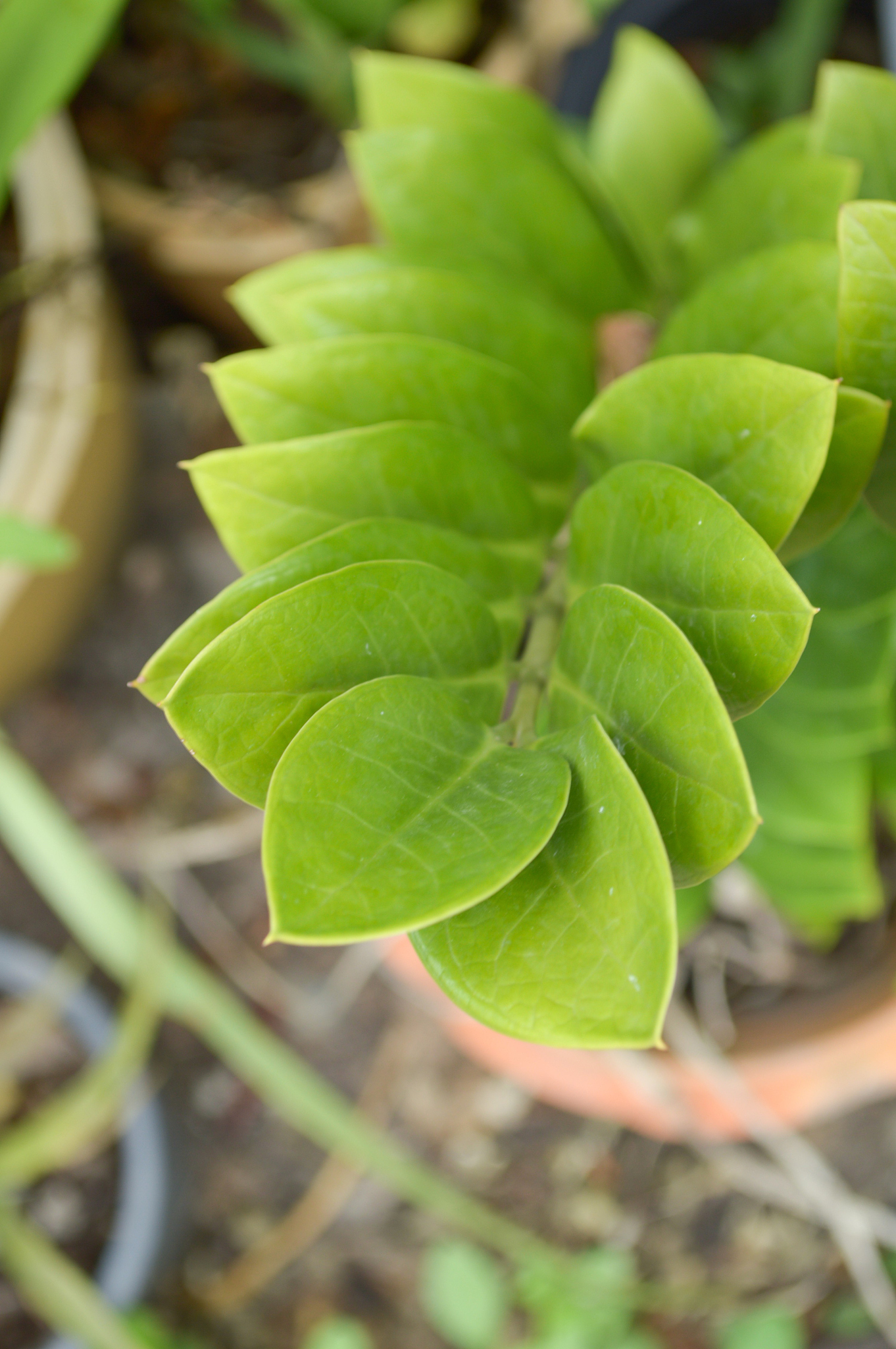 green zamioculcas zamifolia tree