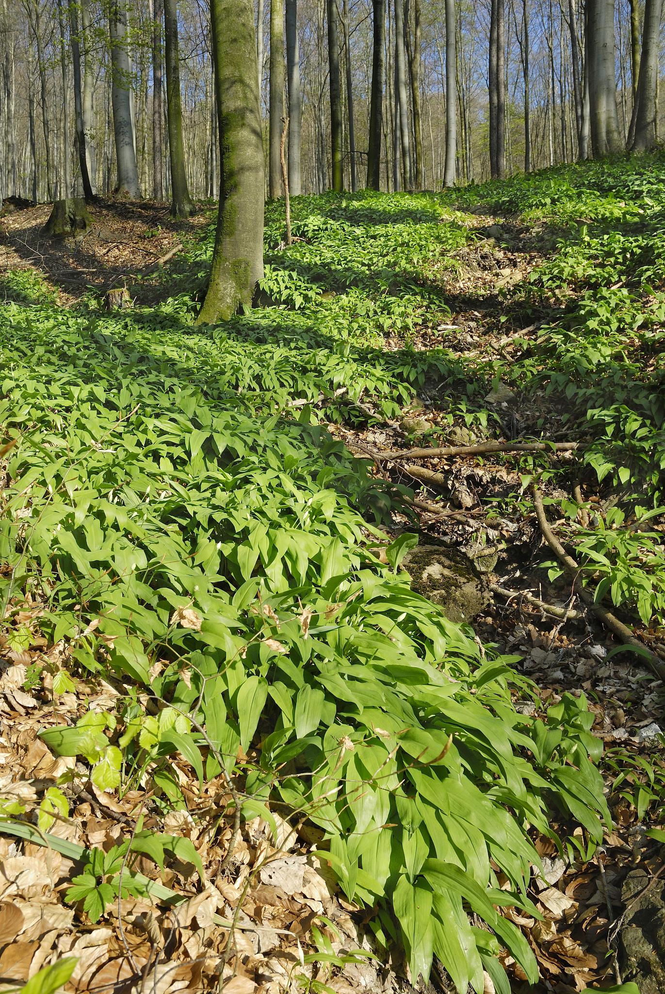 wild garlic (alium ursinum) with buds in a mountain forest, in n